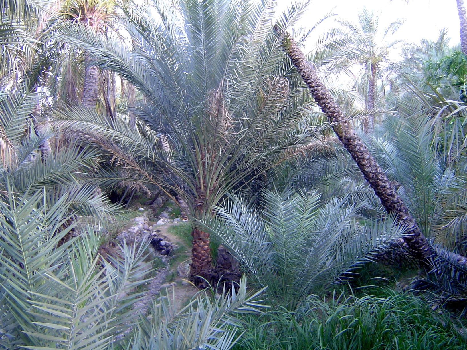 The one constant: date palms living or dying.