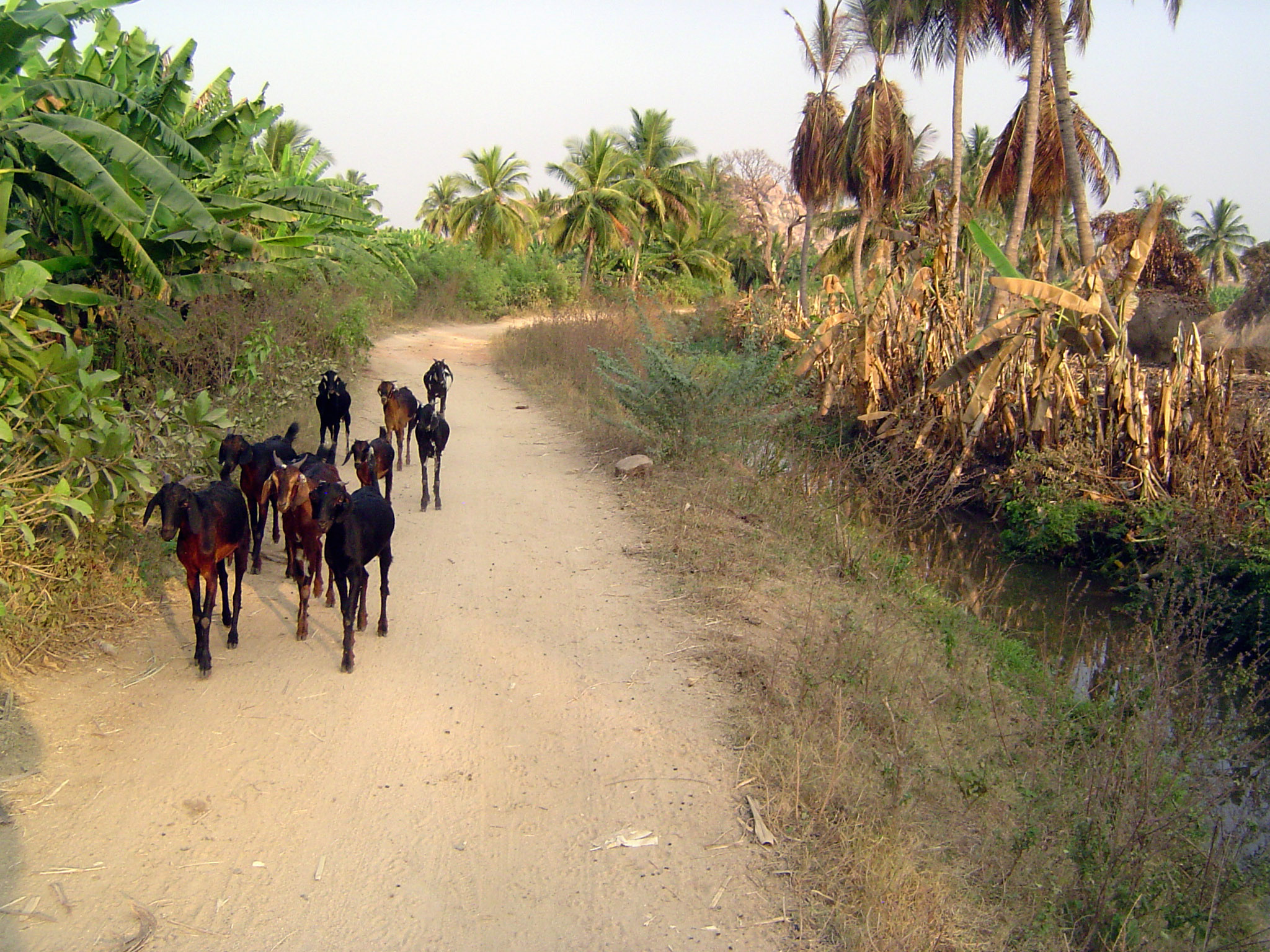 The goats are not impressed. The road they're walking on is an embankment built up centuries ago to form the canal bank; the land slopes to