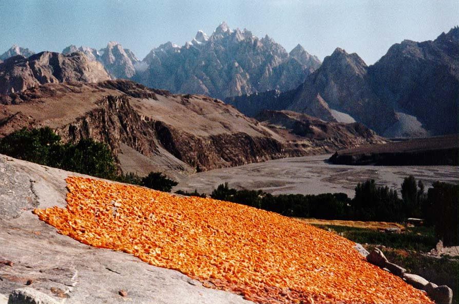 Spread out on an exfoliating granite sheet, split apricots dry in the intense summer sun. The dried fruit is too hard to chew without some s