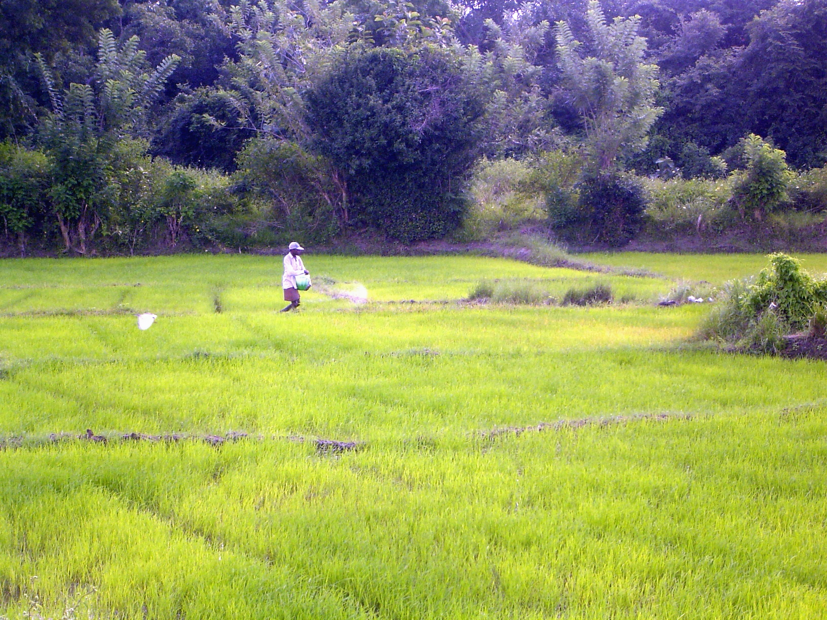 A month later, the farmers will be sprinkling urea.