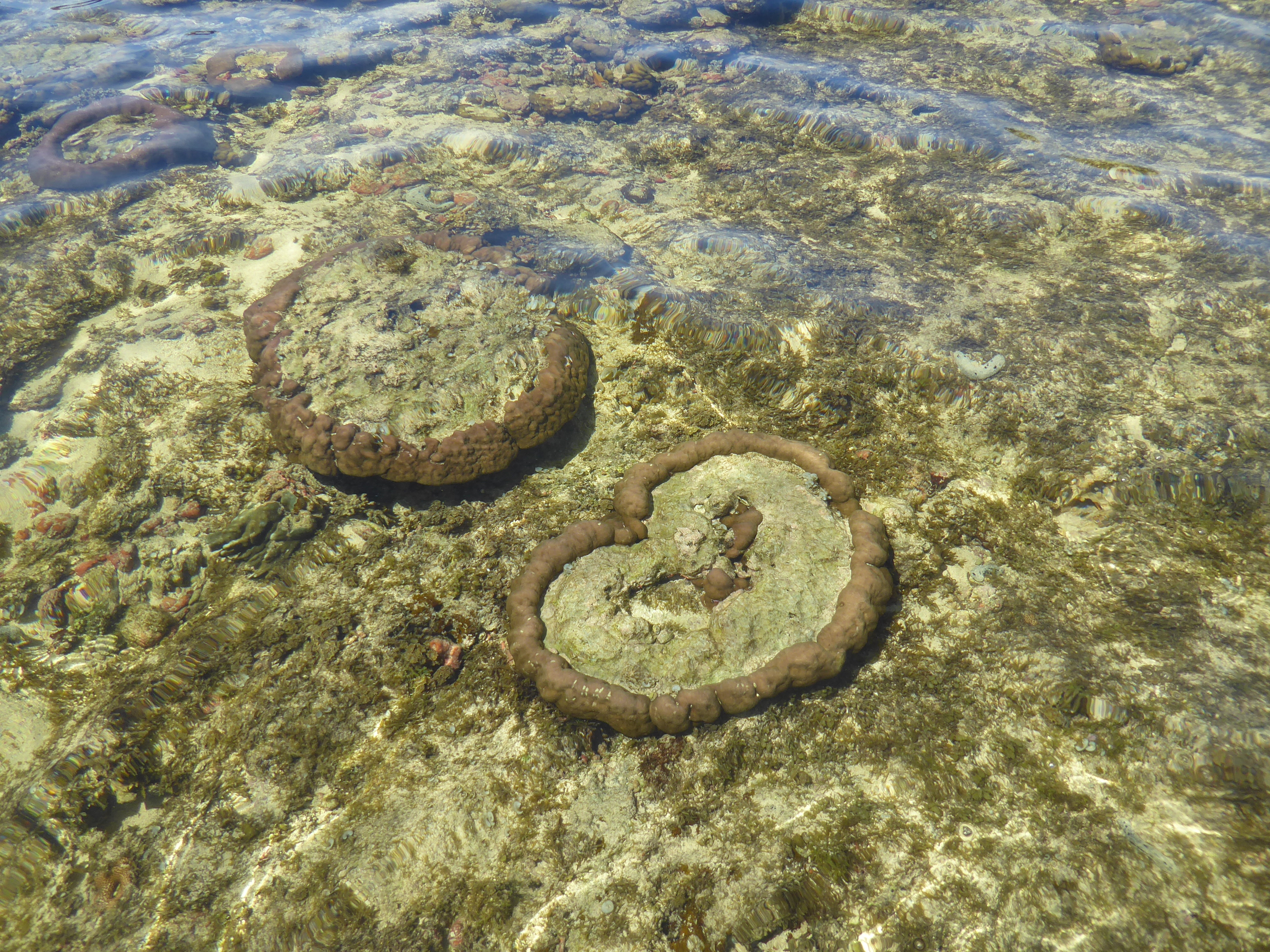 Sea cucumbers ? on the coral floor.