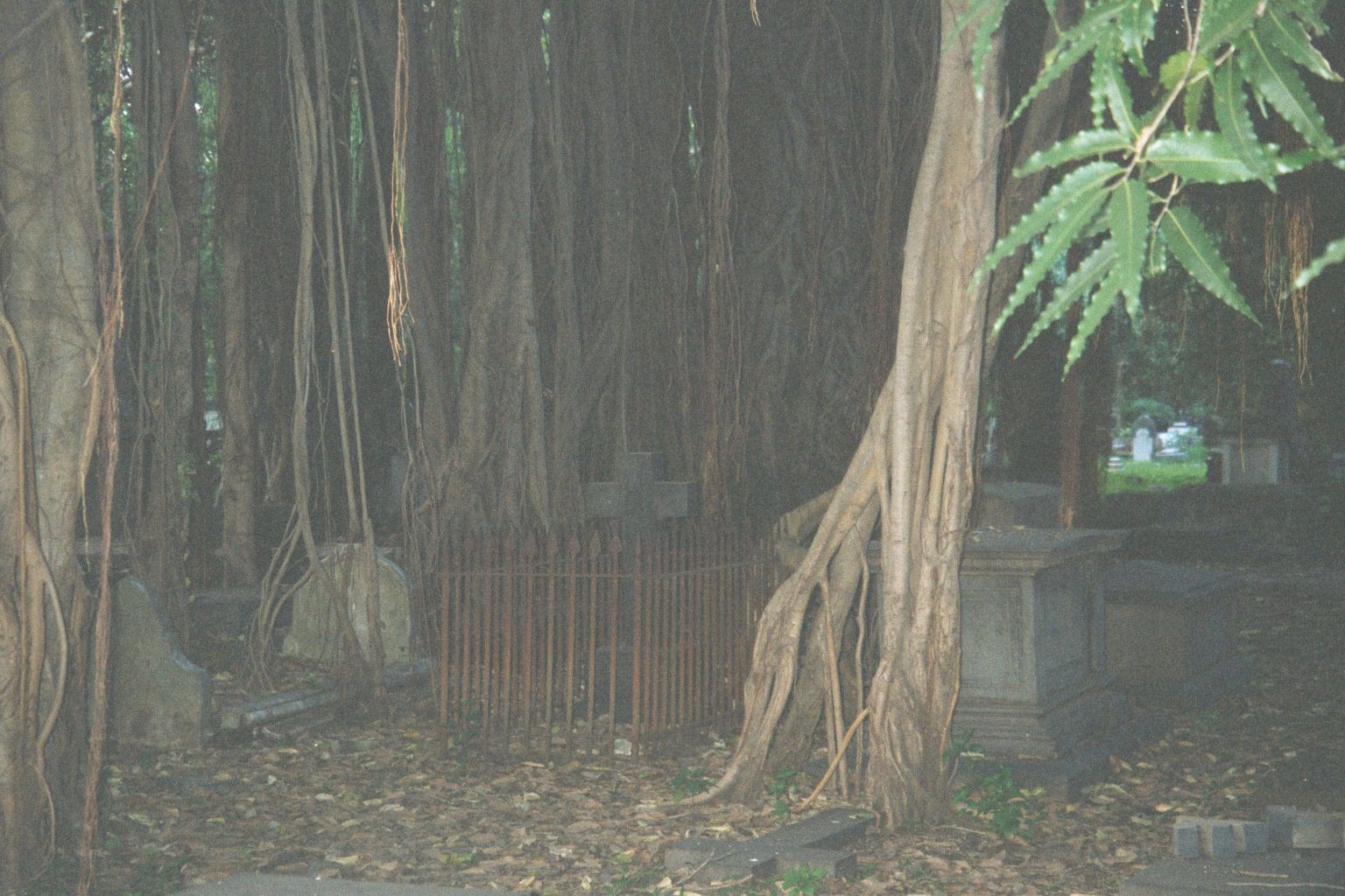 May as well start among the aerial roots of the huge Ficus shrouding the cemetery at St George's.