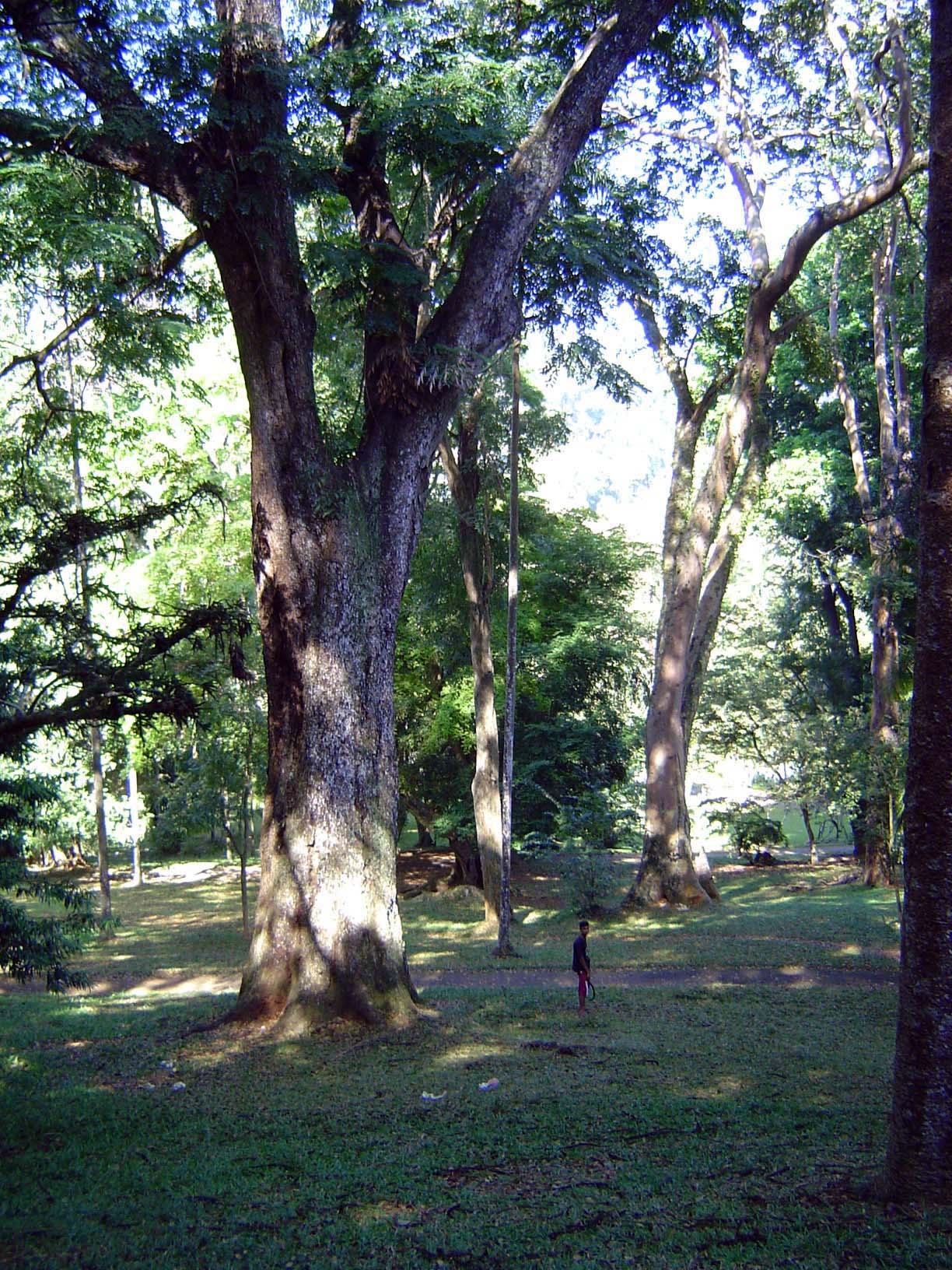 Like many botanical gardens of the colonial era, it's full of fully grown trees.