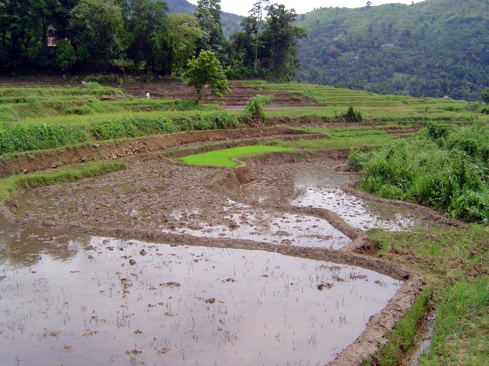 A paddy nursery and fields awaiting transplanting.
