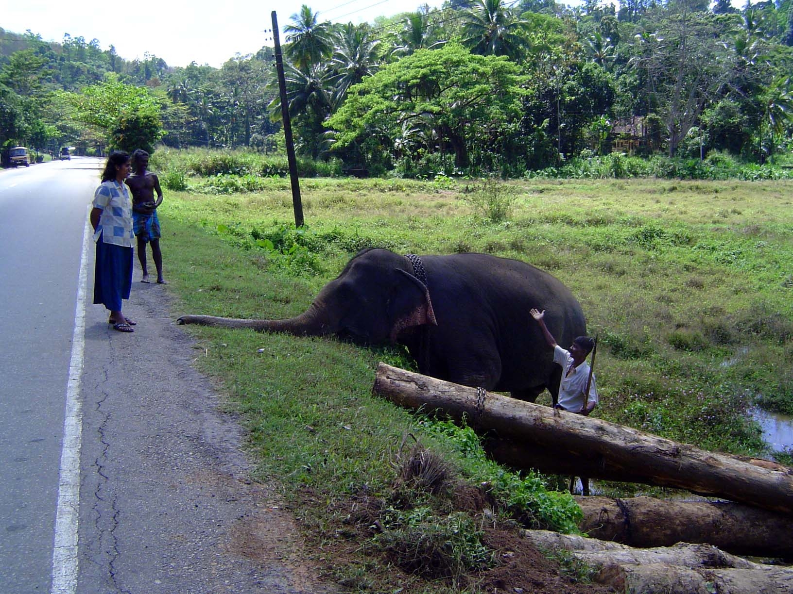 And here comes some company. The elephant plays innocent.