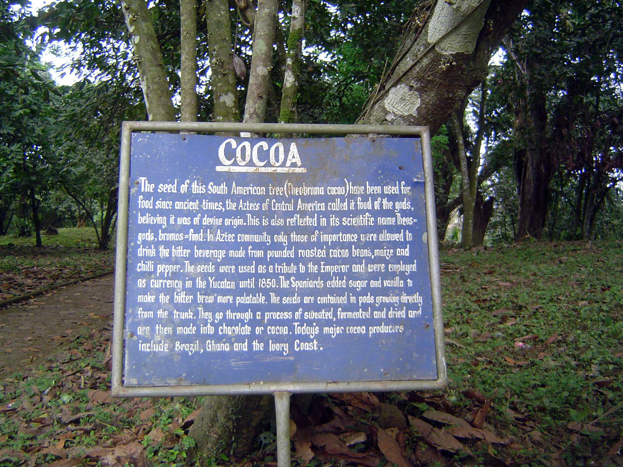 The most important crop introduced to the Gold Coast was imported not by the botanists but by a returning migrant, the locally famous Tettah