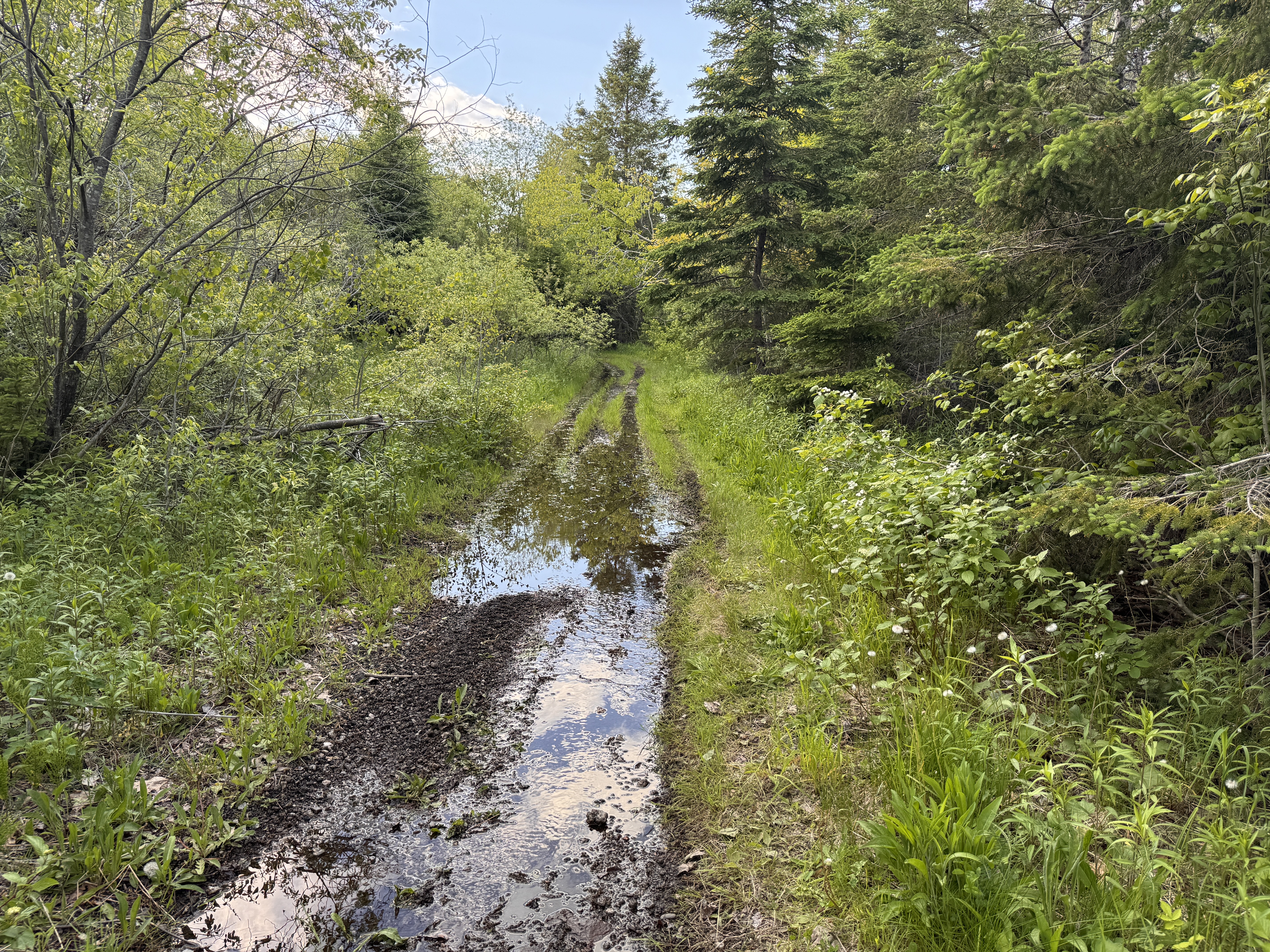I've found the badly drained road leading towards the bare patch.