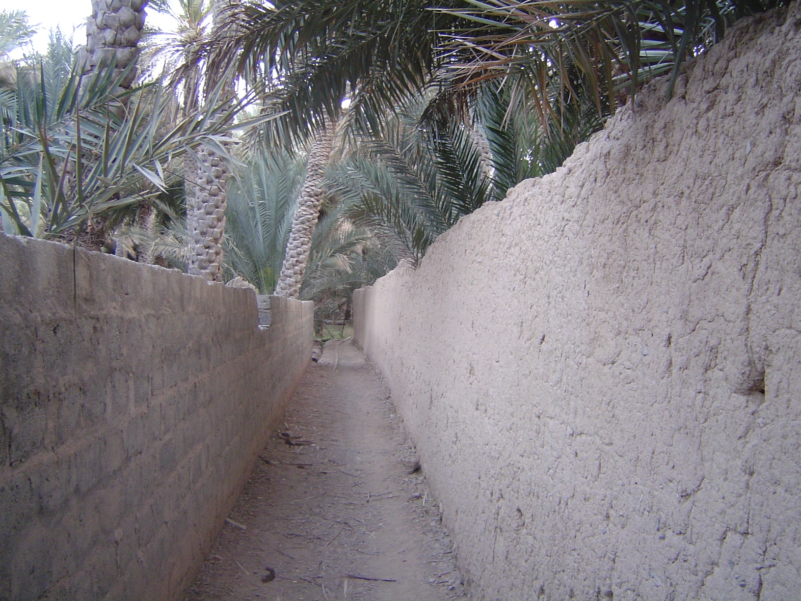 Down in the groves, walls separate properties.