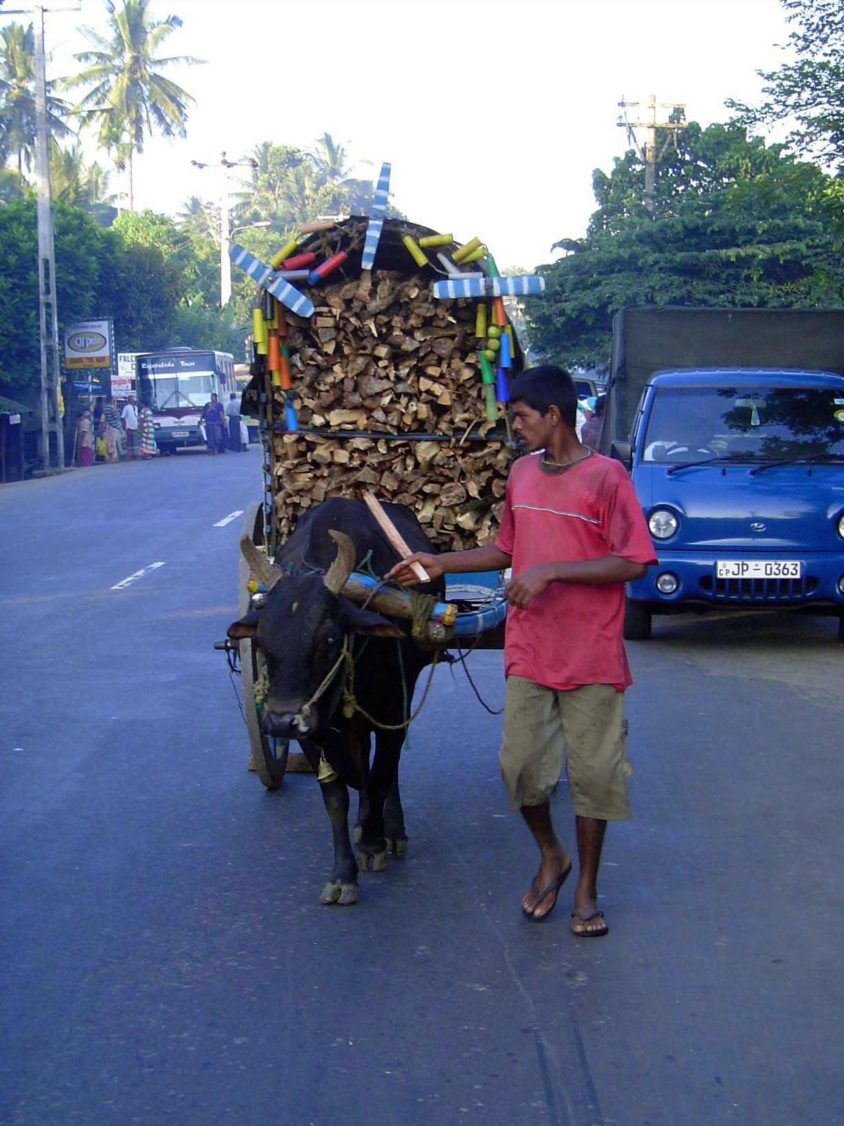 Most Sri Lankans cook not with gas or electricity but with firewood, and scattered through the town you'll find places where logs are split