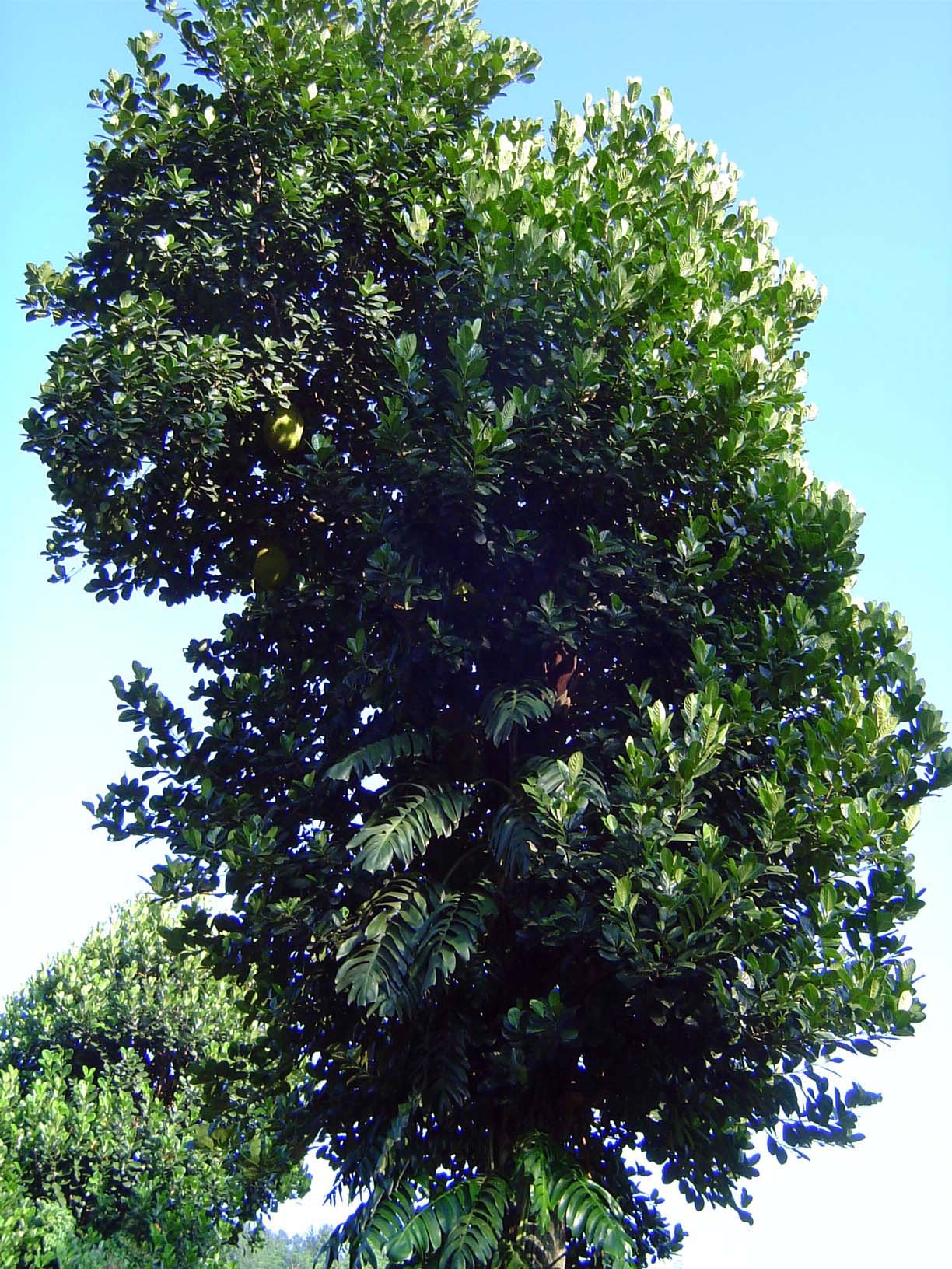 See the jackfruit? It's green and about the size of an American football.