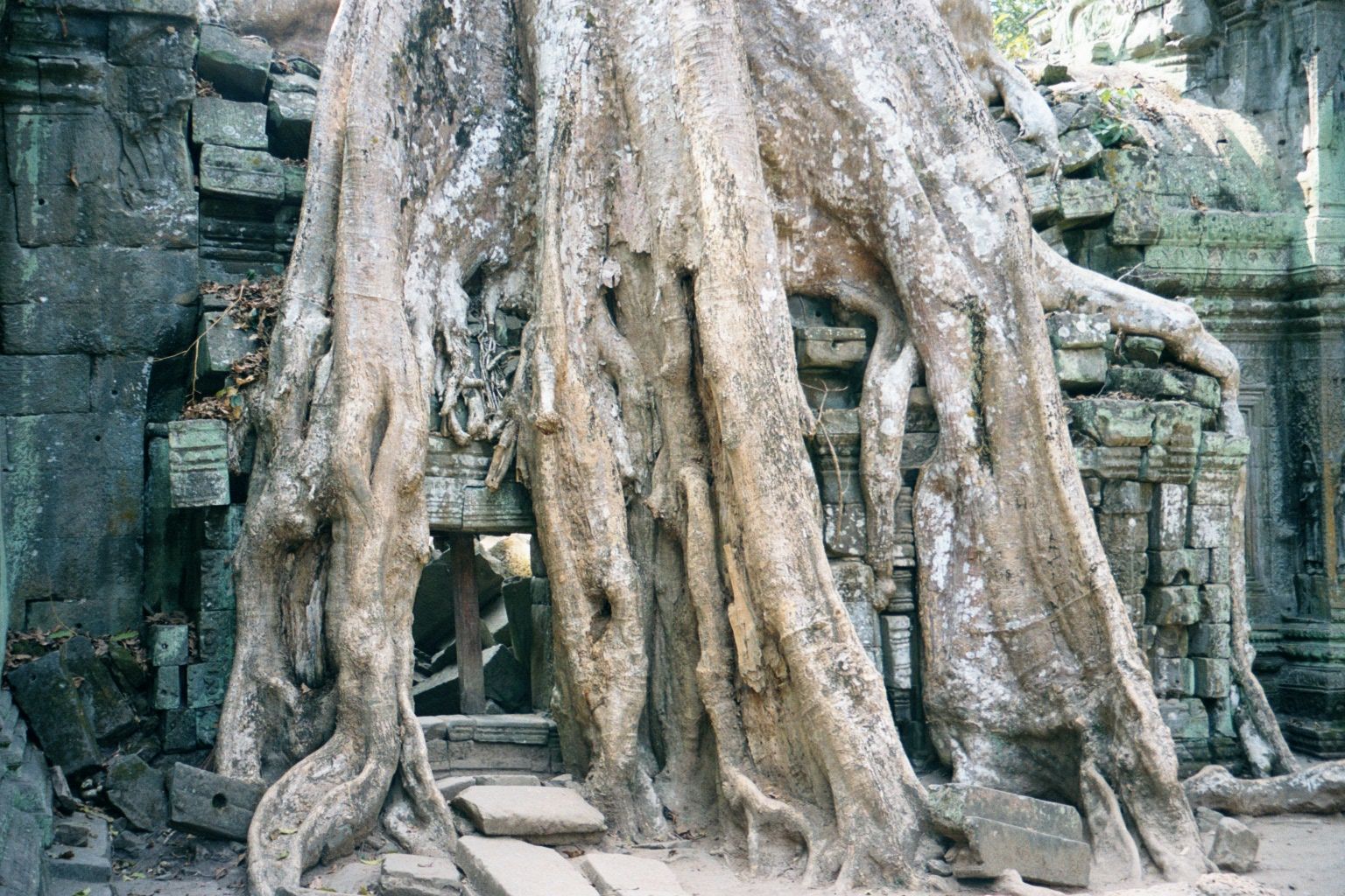 This they have done with a vengeance. There are two species at work. One, shown here, is a strangling fig, genus Ficus.