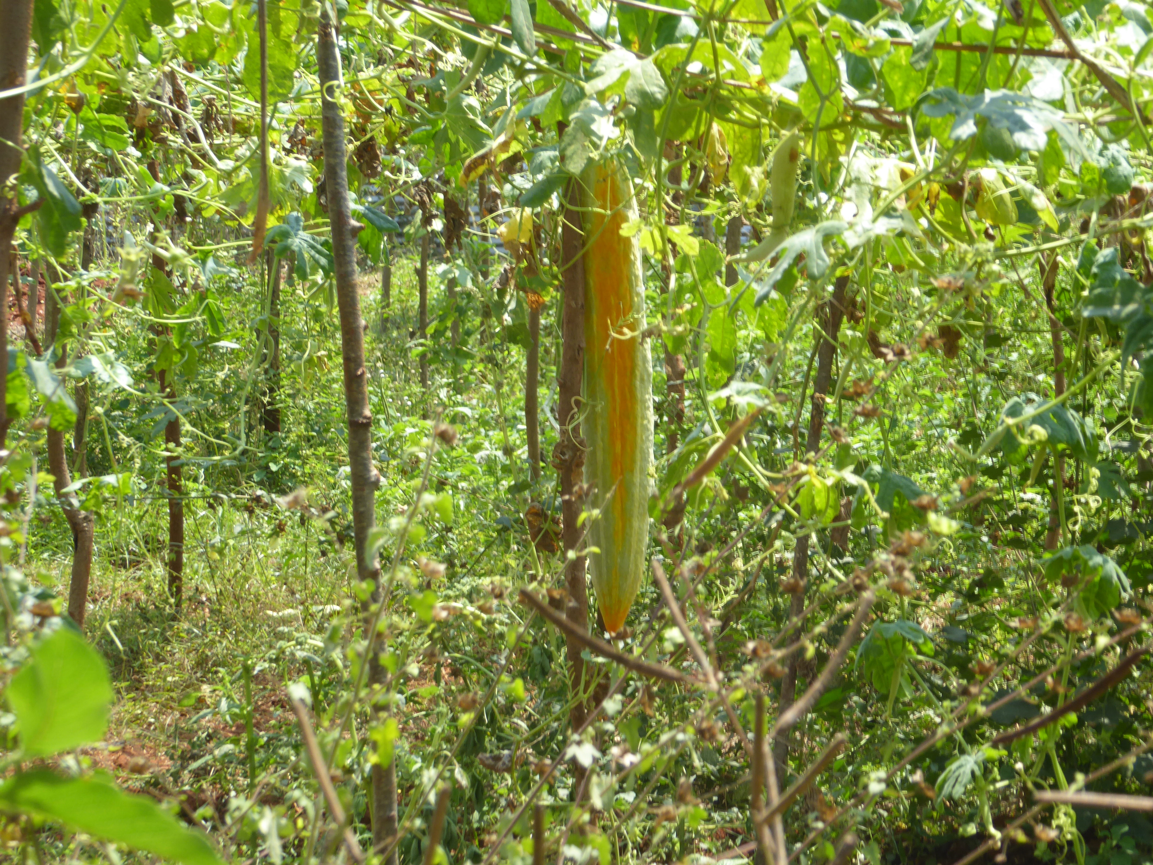 Bitter melon or gourd.