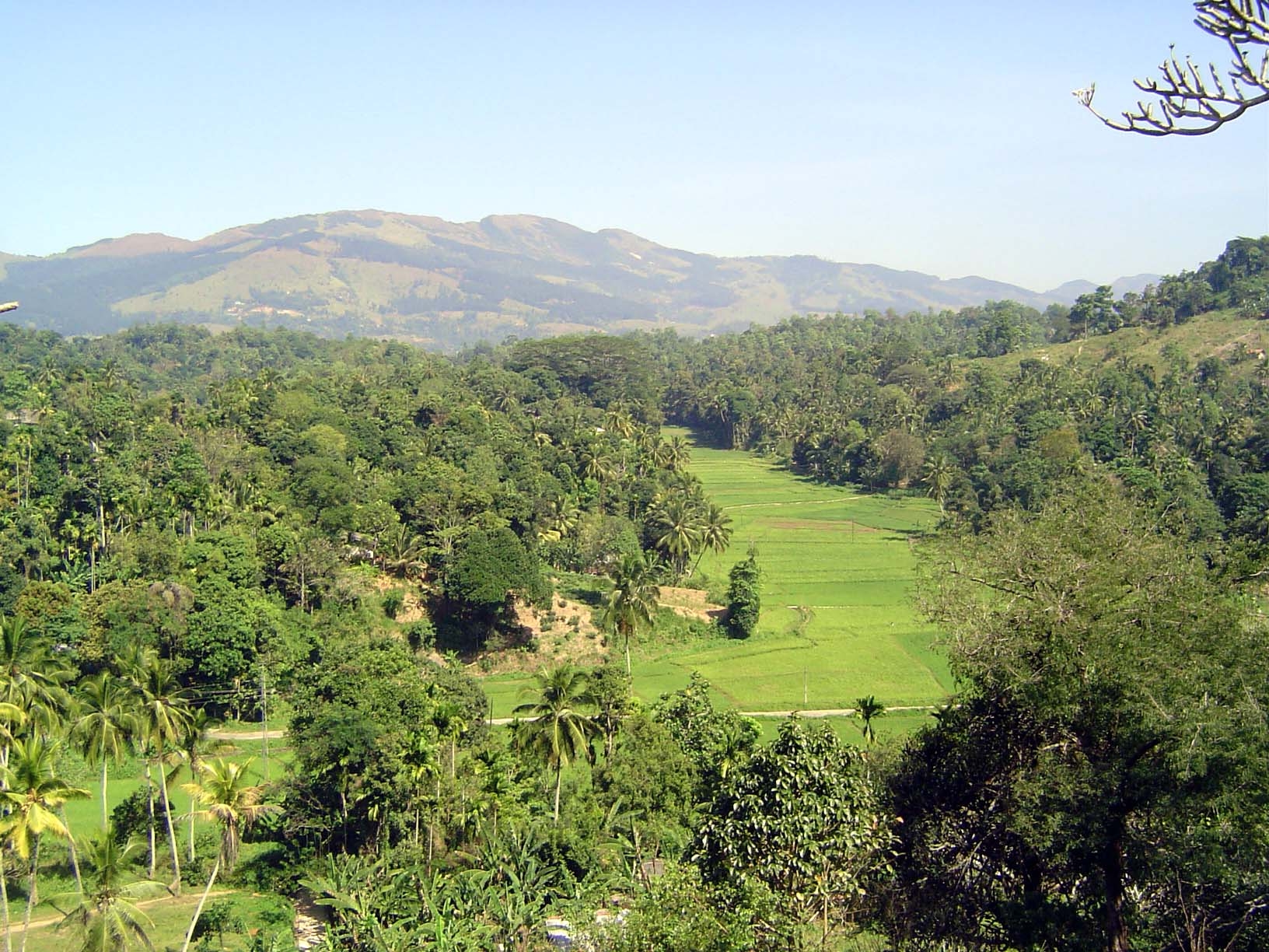 A view over a different deniya, or strip of paddy land: this time, the view is from the temple and looking toward Hantane; Kandy lies on the