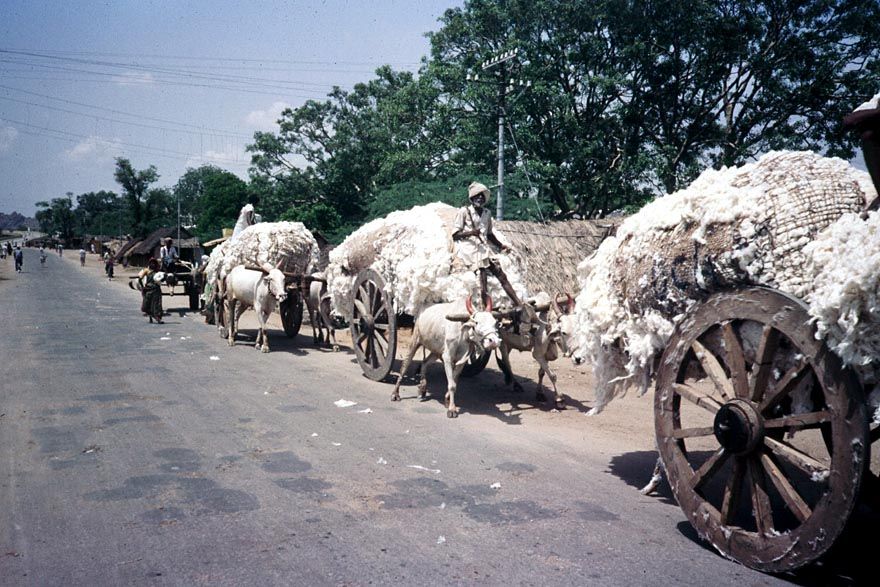 Loose, fresh-picked cotton carried in hand-made carts at Adoni, near Kurnool, in 1981.