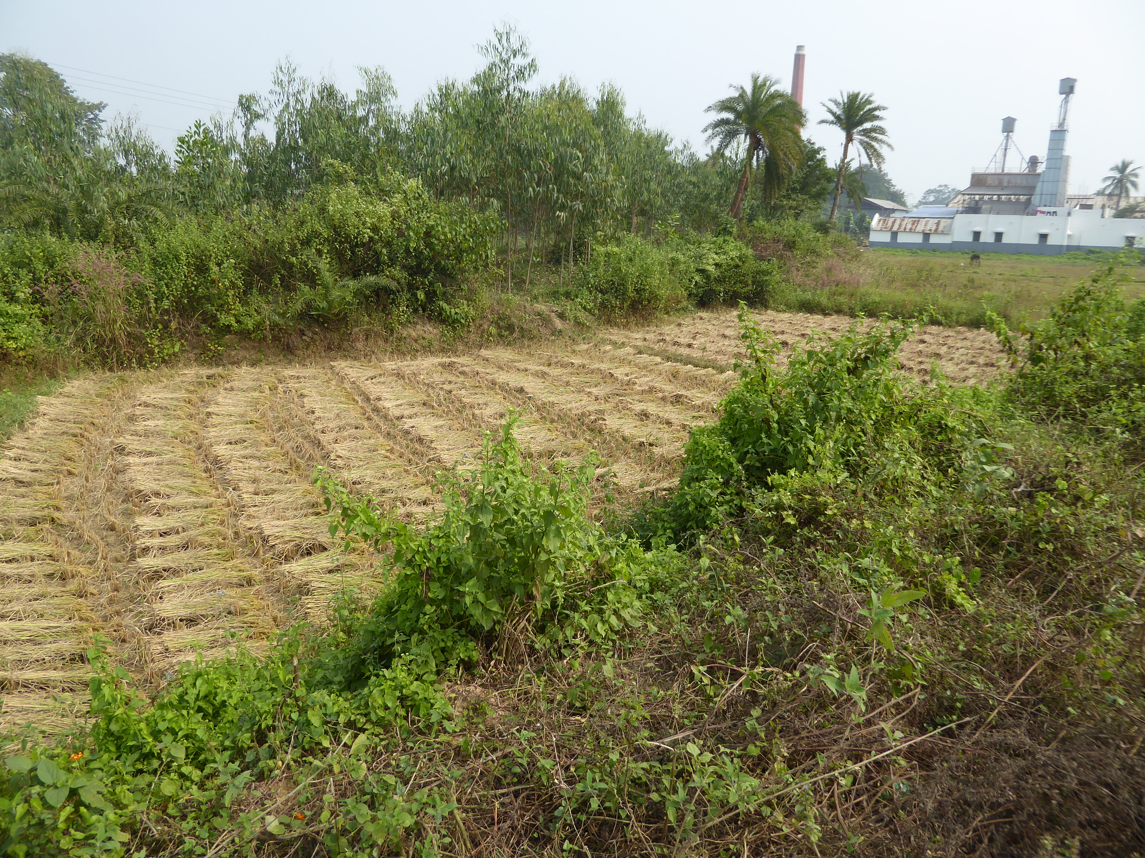 You can find mechanical harvesters out here, but the great majority of the fields around Bishnupur are cut by hand.