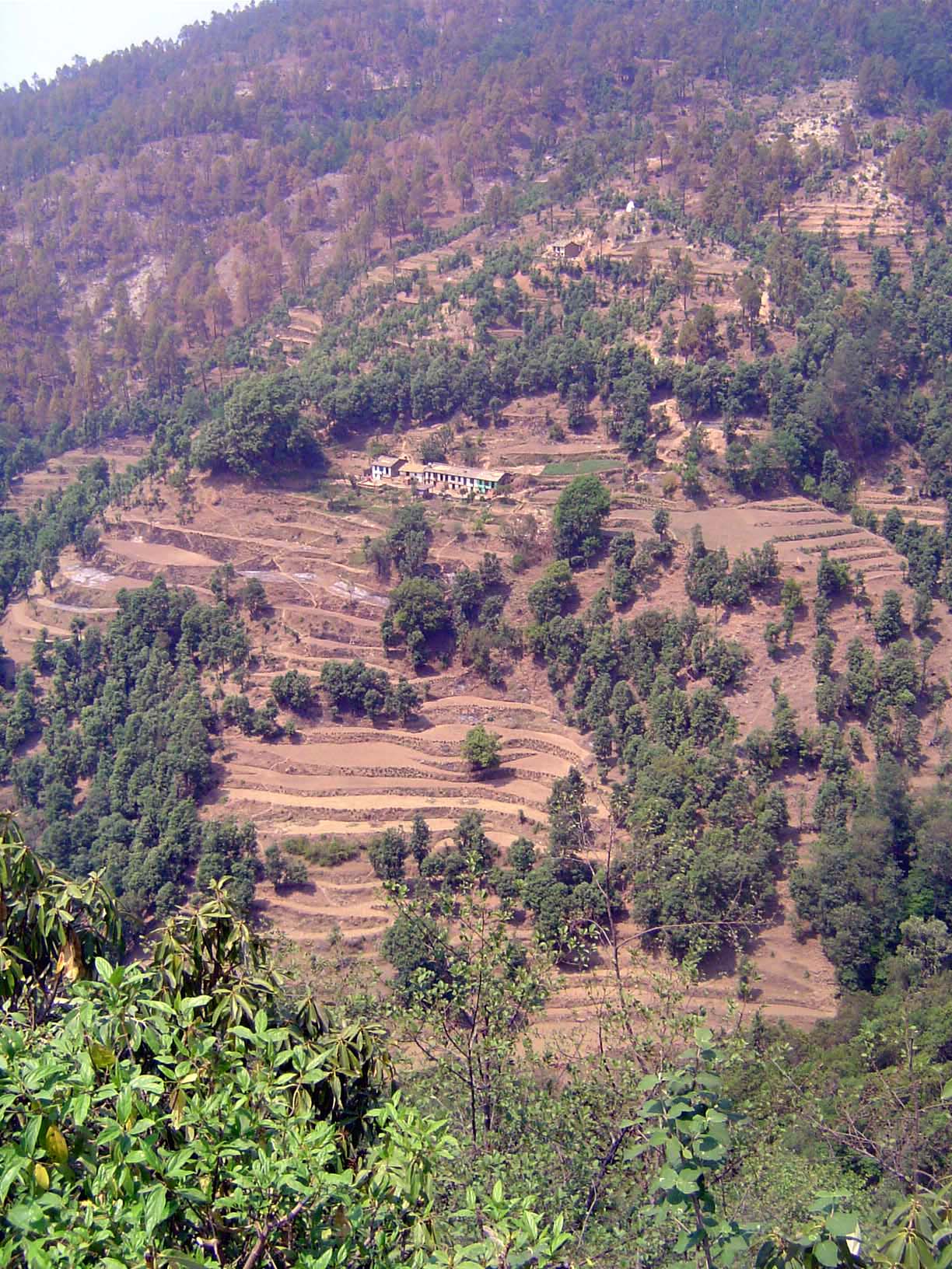 The fields are fertilized with ash and irrigated with spring water.