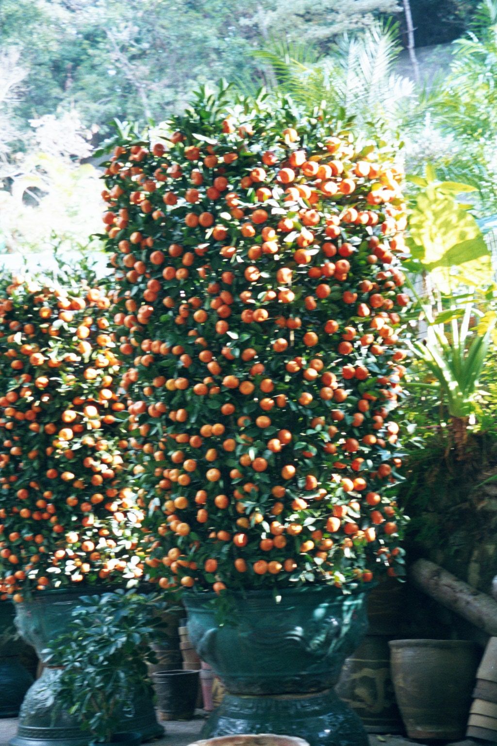 Potted mandarins at a nursery near the southern portal of the Aberdeen Tunnel.