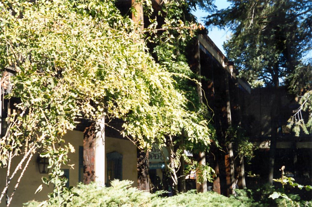 Time has converted the courtyard into a forest.