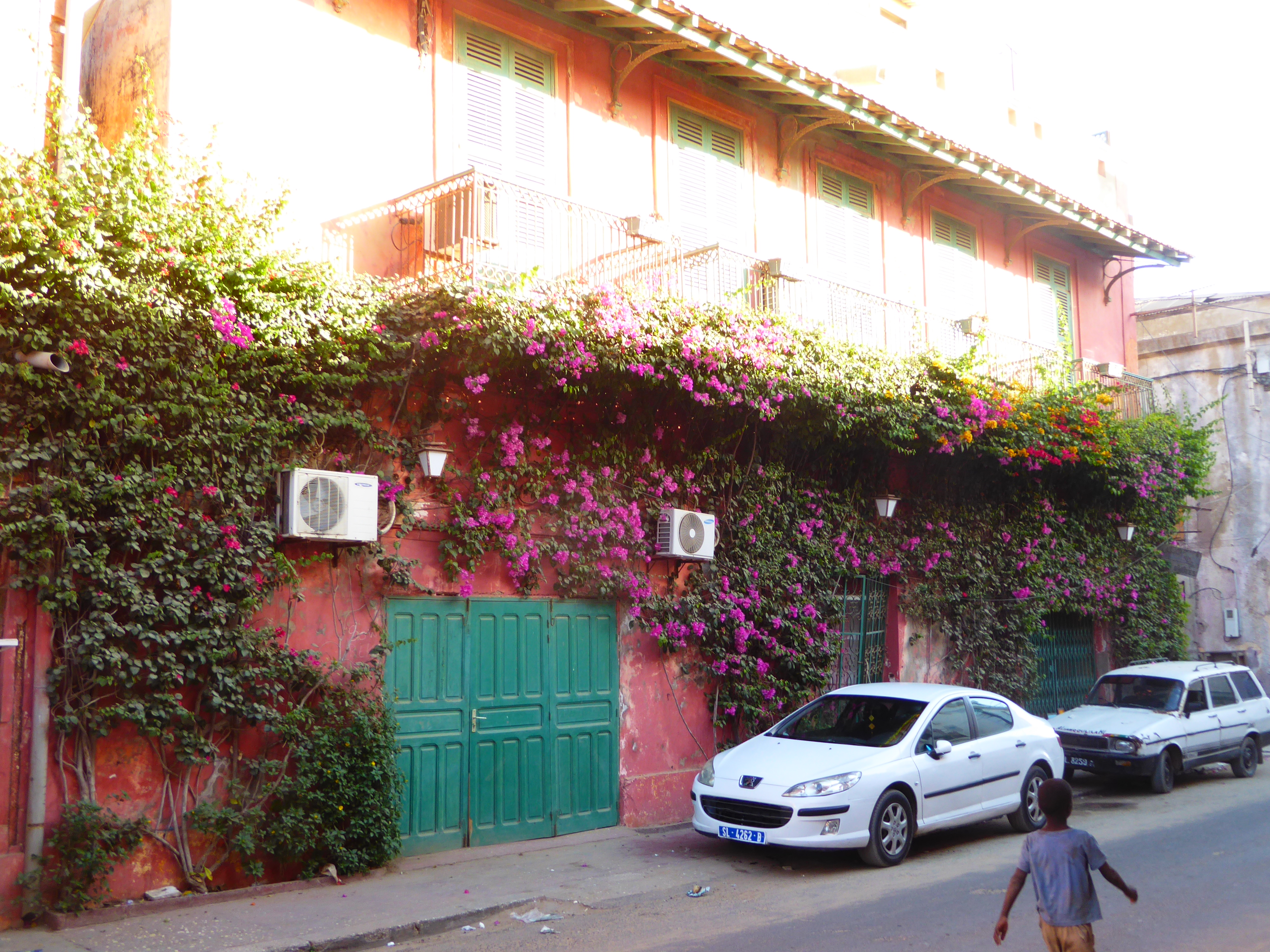Not so the Bougainvillea.