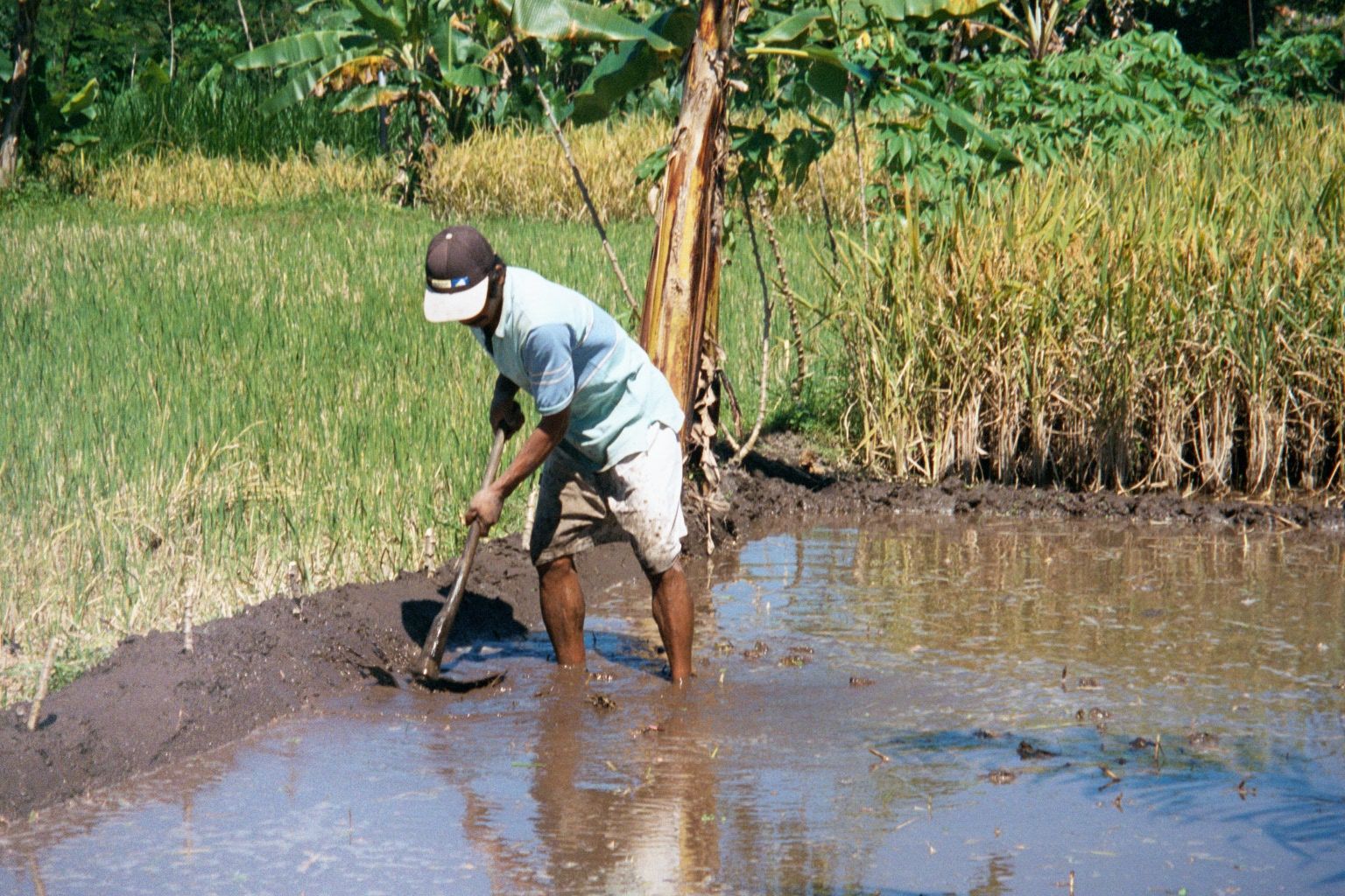 A sawah is flooded and worked to make it waterproof for a coming crop.