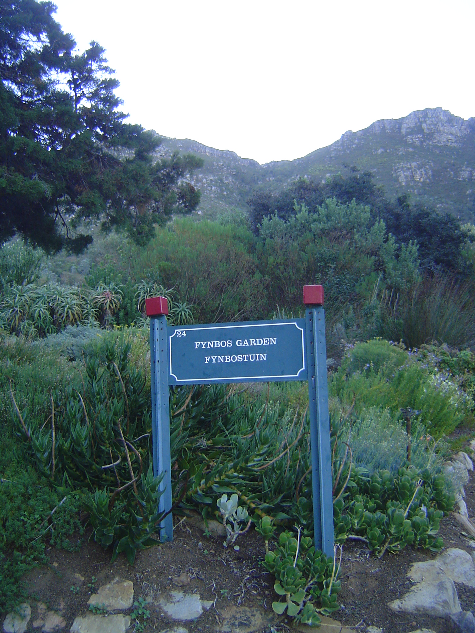 Here's an example, the shrub or heath that occurs in the Cape's area of Mediterranean climate.