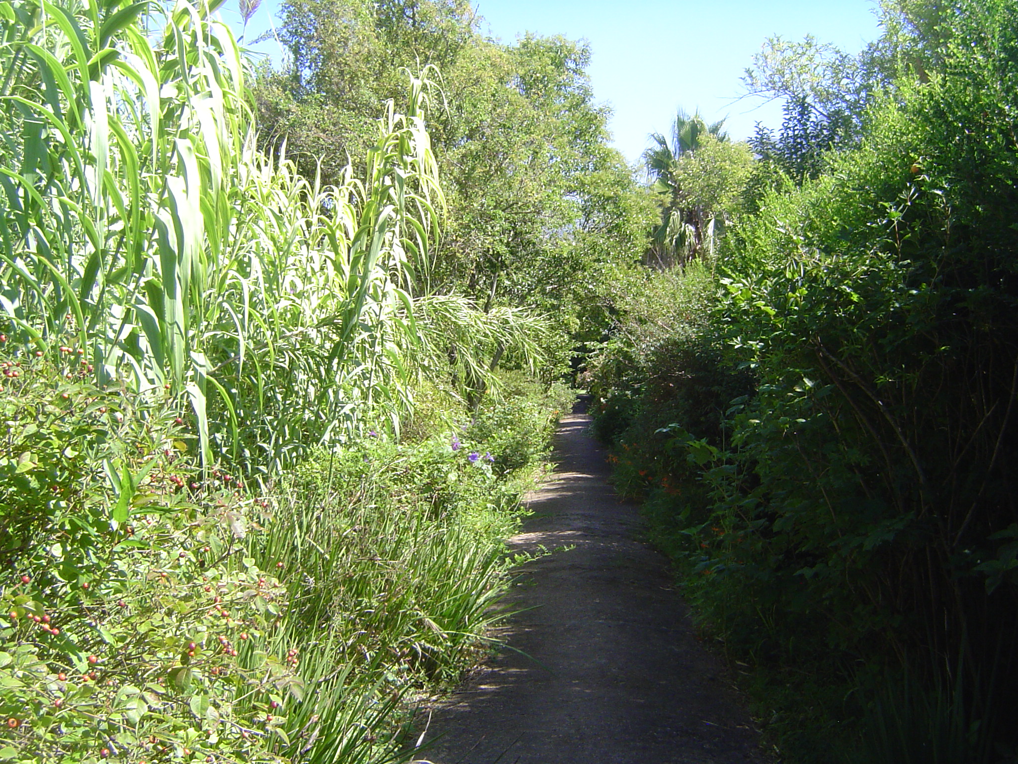 The museum extends to a nearby house reached through this backyard path.