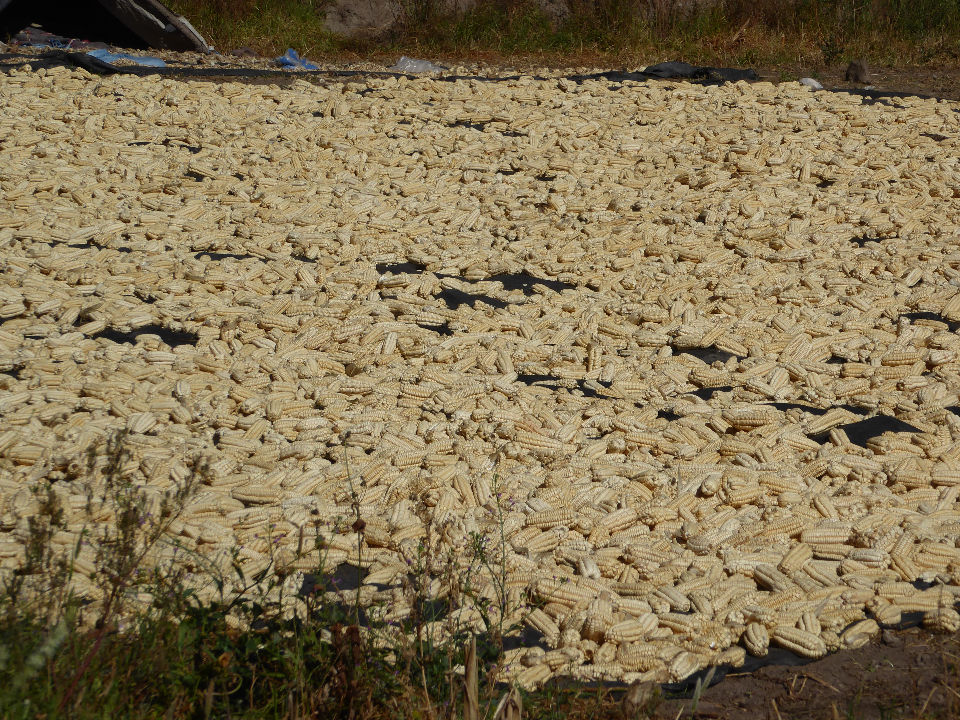 More than you might think, when the corn has giant kernals ready to be fried and exported as a snack.
