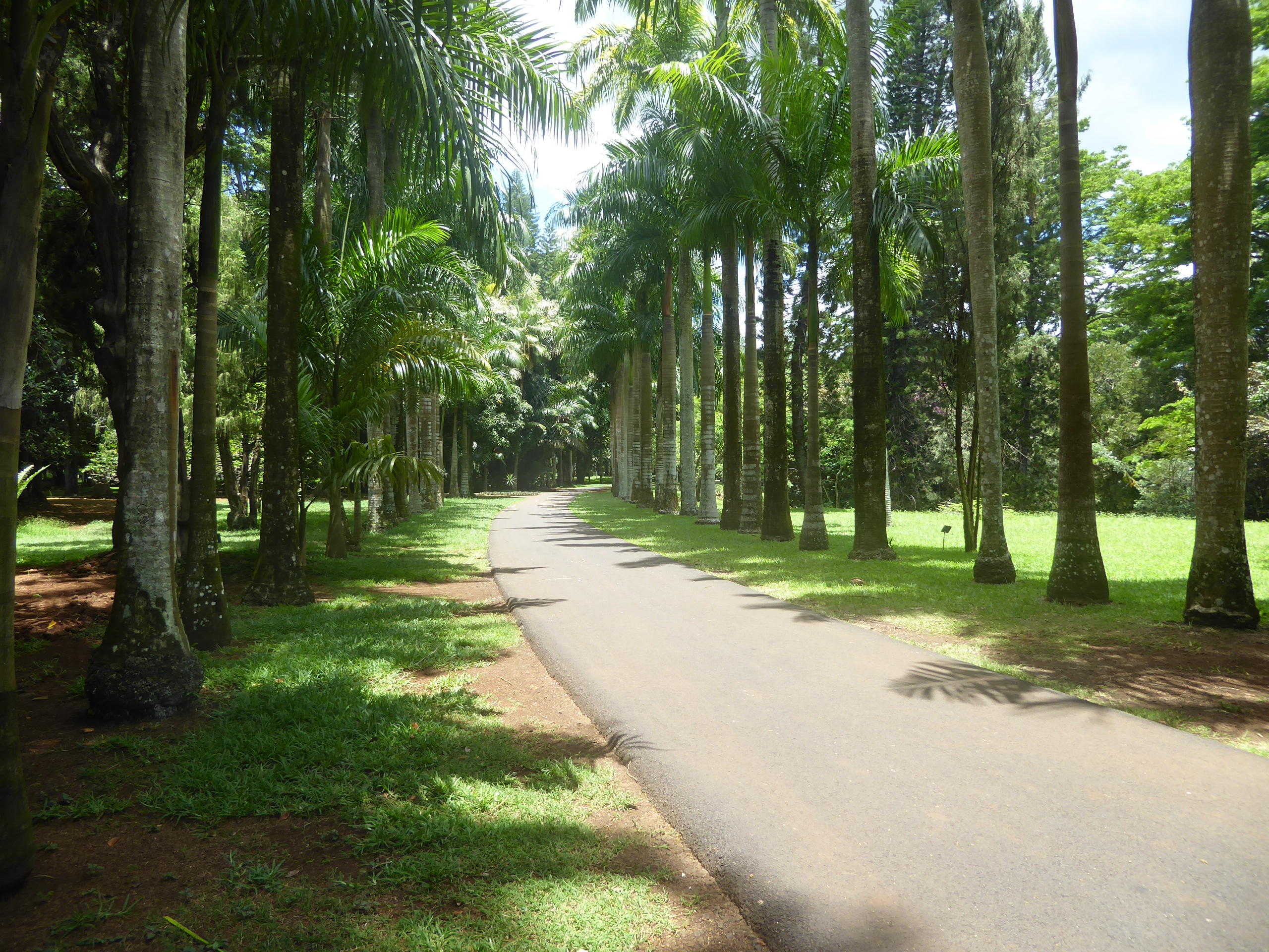 A palm avenue.