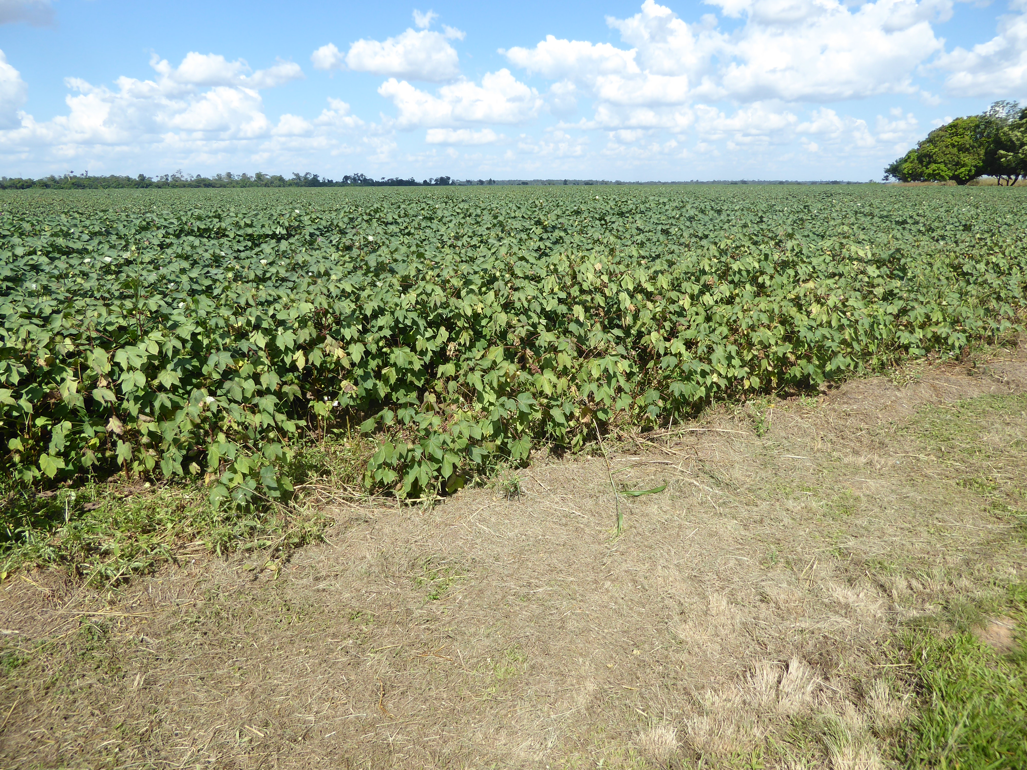 Bang: one minute from the airport there's a cotton field calculated to put fear in the hearts of Texans.