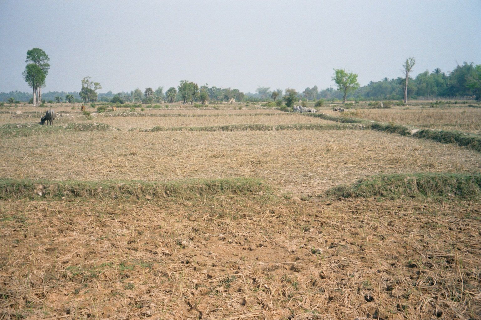 Farther out of town: the bunded rice fields that now occupy the East Baray.