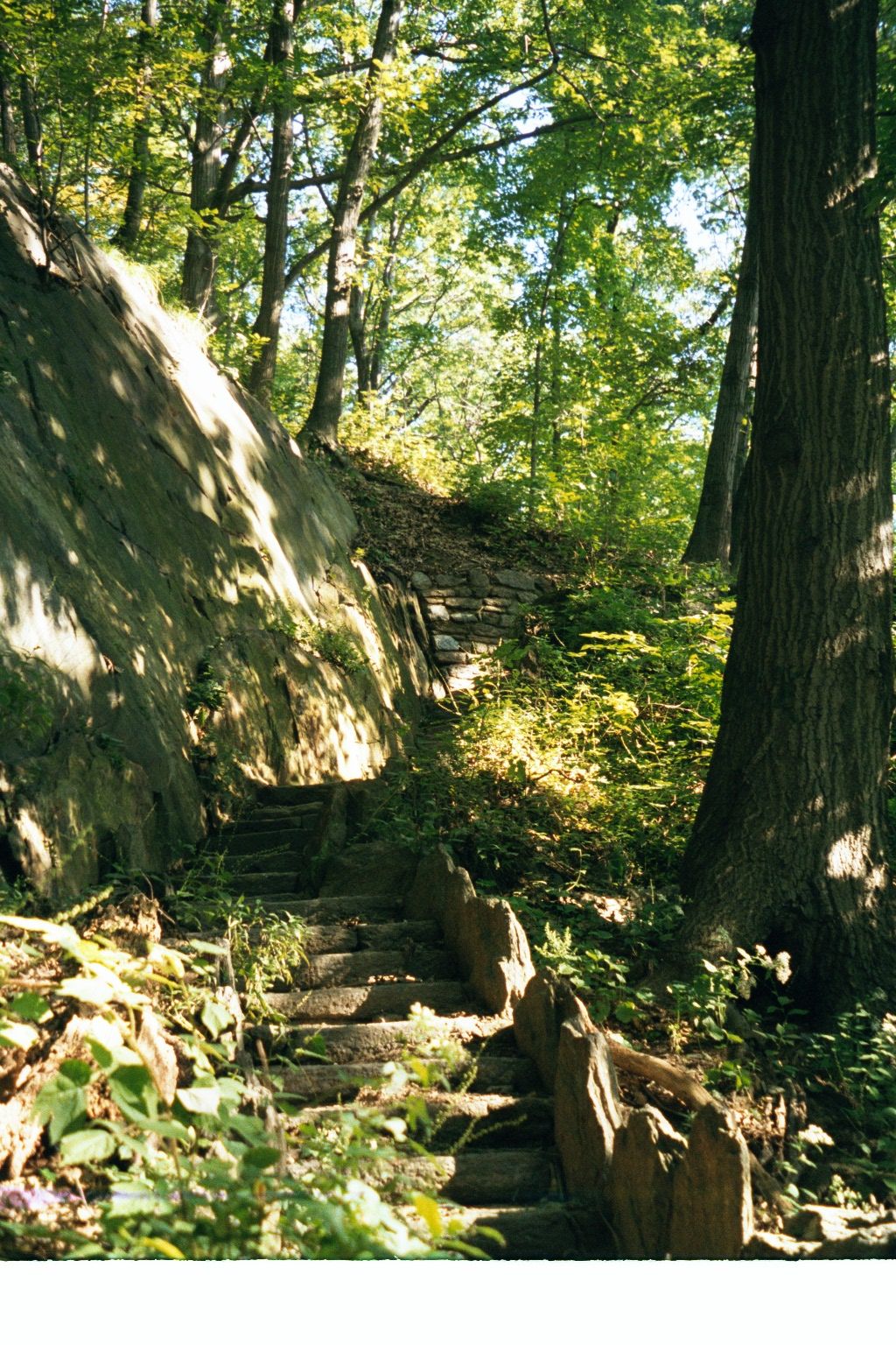 A forested hill at the same tip of the island, a bit preserved in Inwood Park.