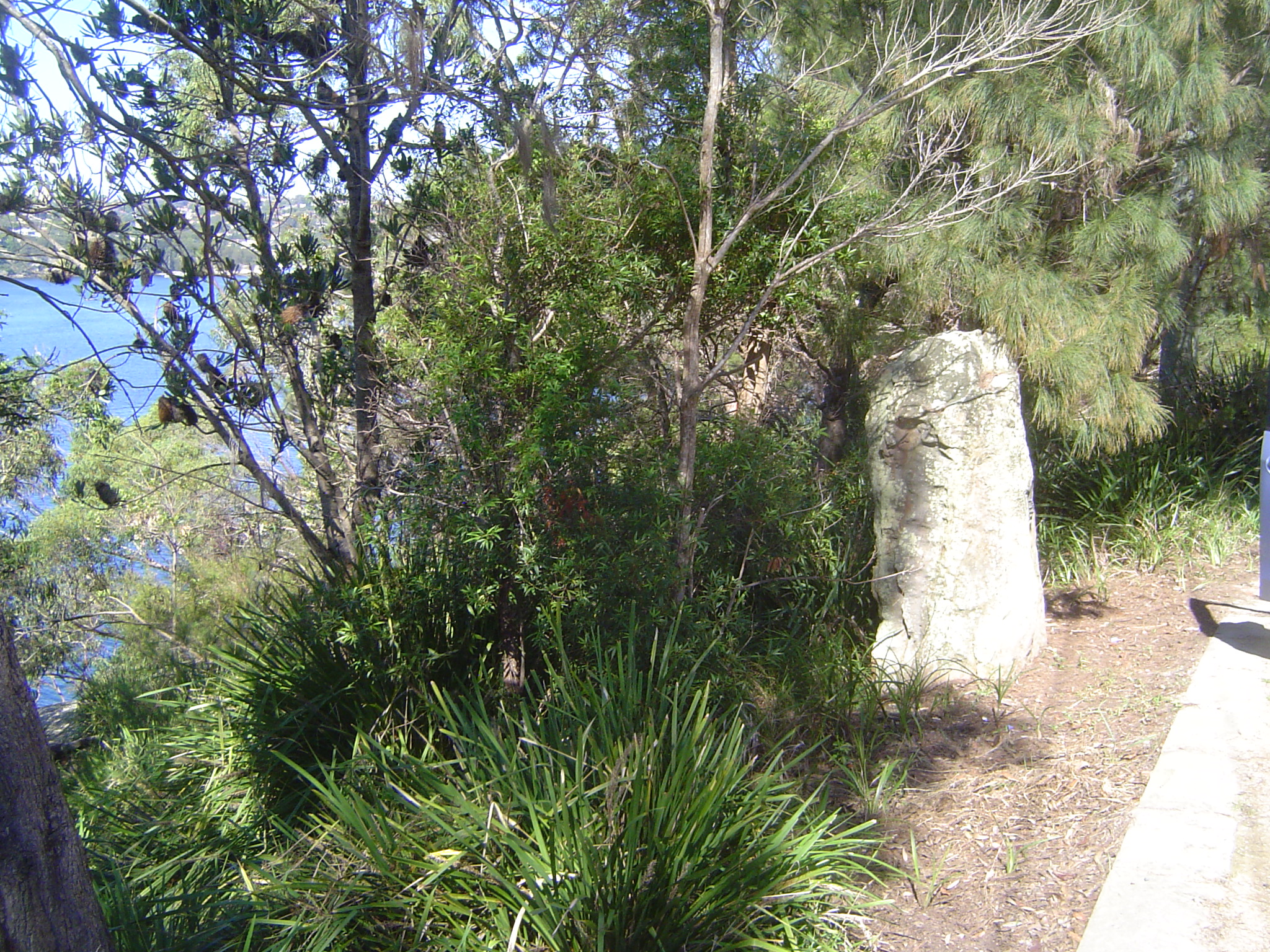 That's it: the entire width of the reserve. You have to remember that Castlecrag has over 3,000 residents, which presumably means something