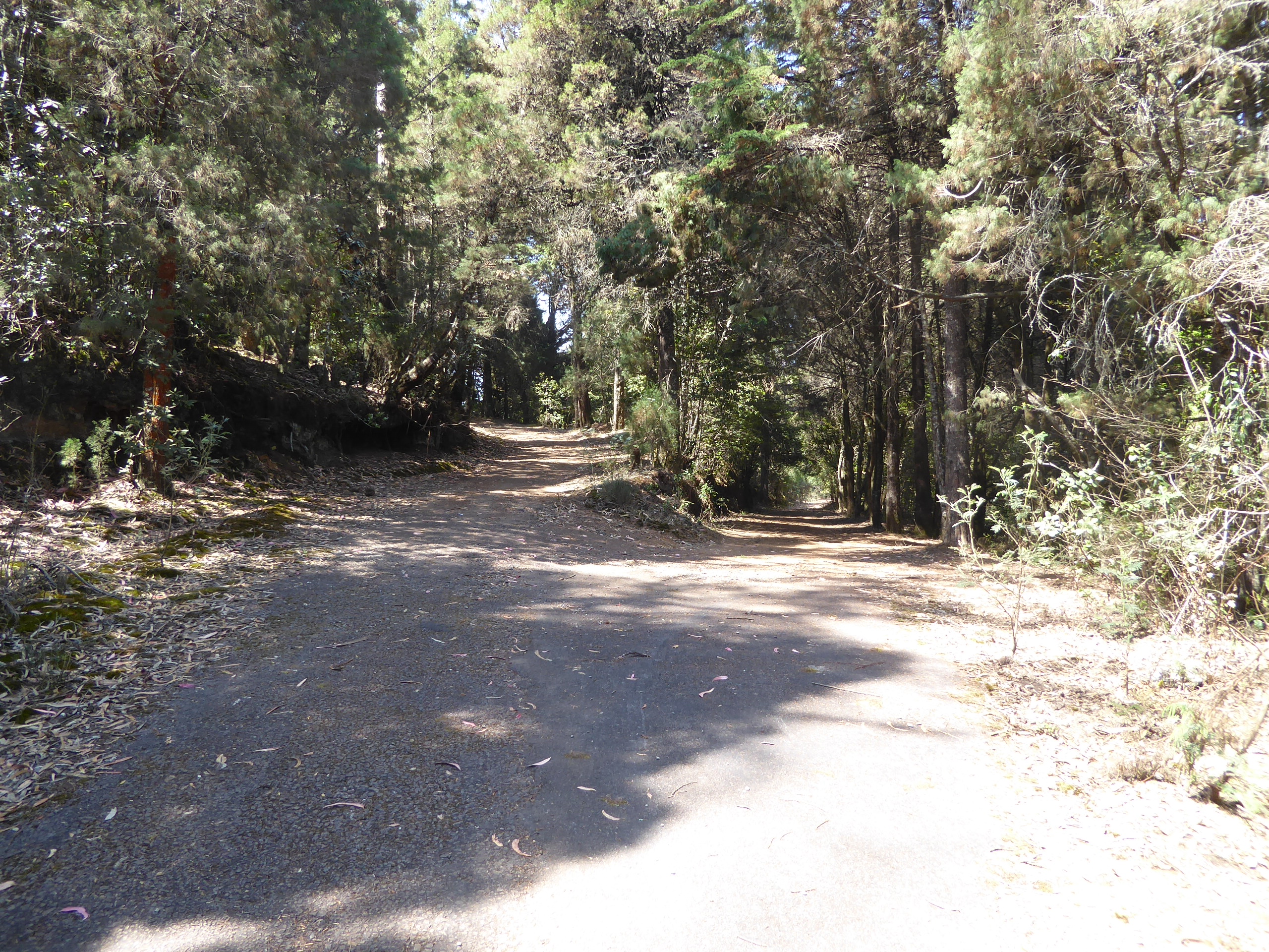 At 8,000, in the hills around Ooty, we're in pine forest. Want to walk? Be careful. Why?