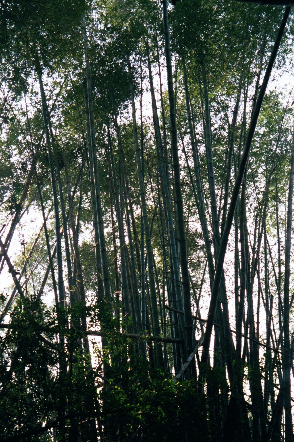The path through the forest doesn't take more than two minutes to walk, but bamboo creaking the breeze makes it a little spooky.