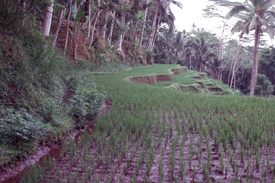 A freshly transplanted crop, deep in muck. Assuming pretty safely that this is a high-yielding variety, it will grow to a maximum height of