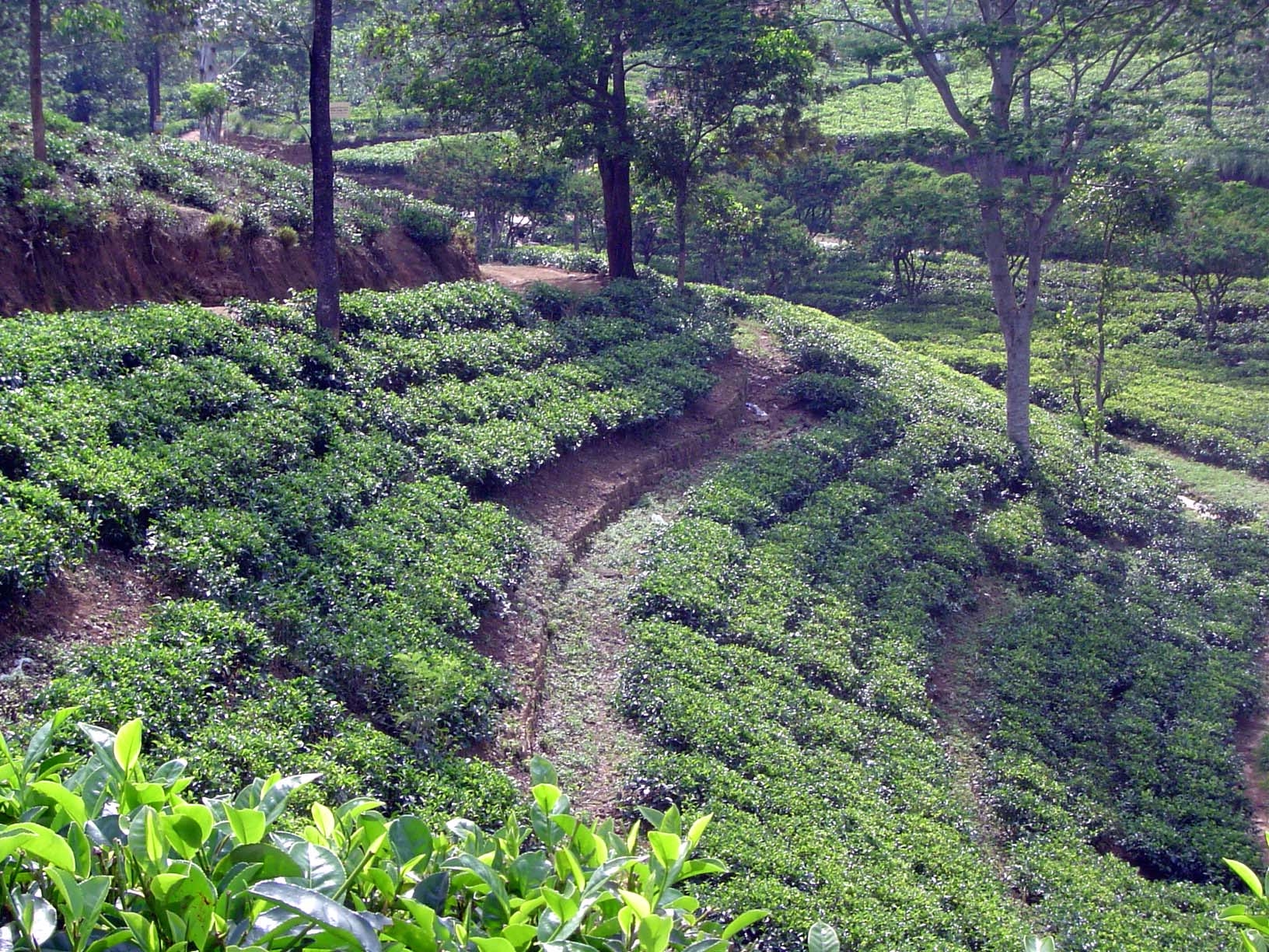 Well cared for, these tea gardens still suffer erosion.