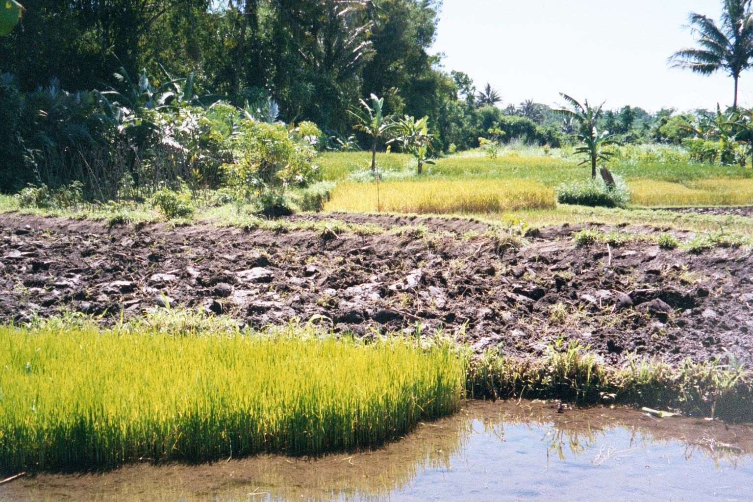 Here's the paddy nursery whose seedlings will be transplanted into the larger field behind.