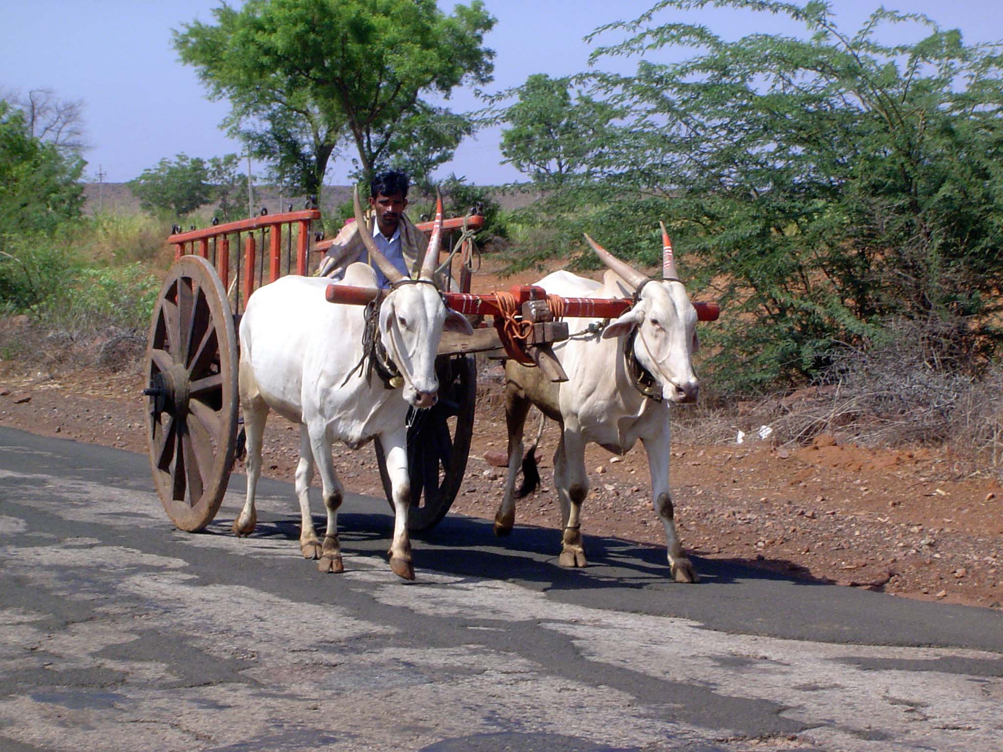 Trotting along at a good clip.