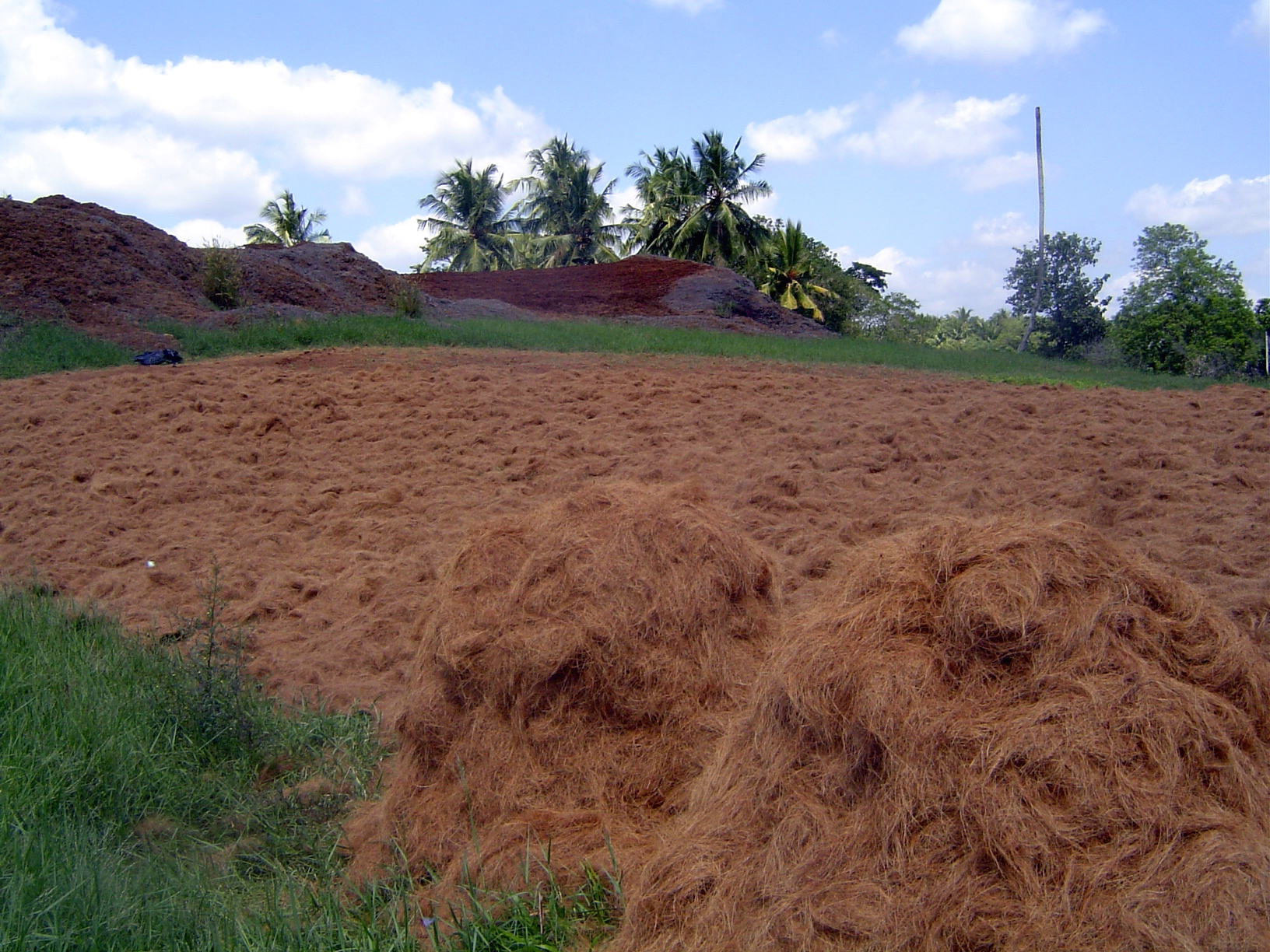 Then we'll dry the coir by spreading it out like super mulch. You can wade through it—it's very soft.