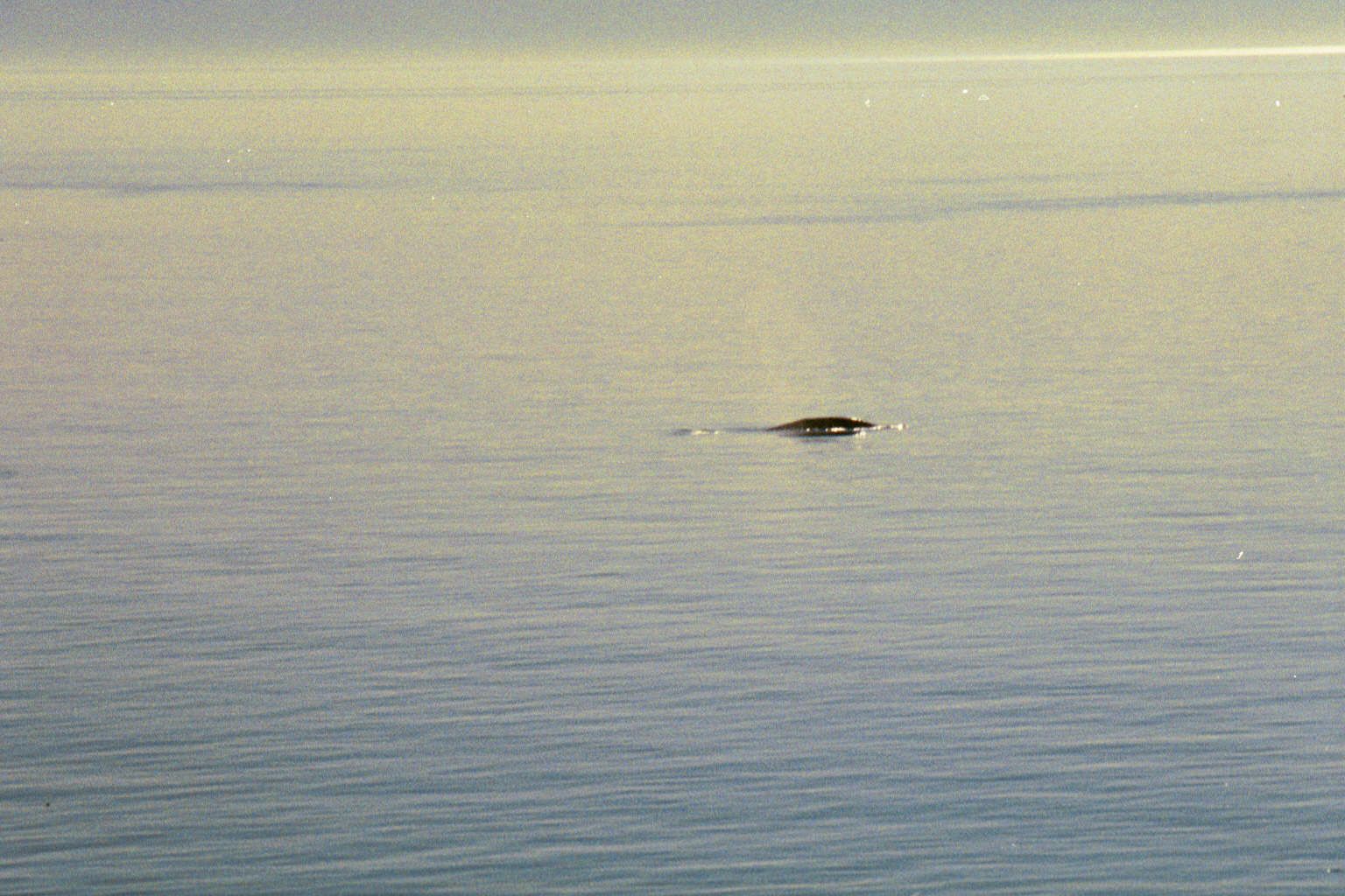 Perhaps you can make out the spray; it was certainly audible as the whale rose and sank, minute by minute.