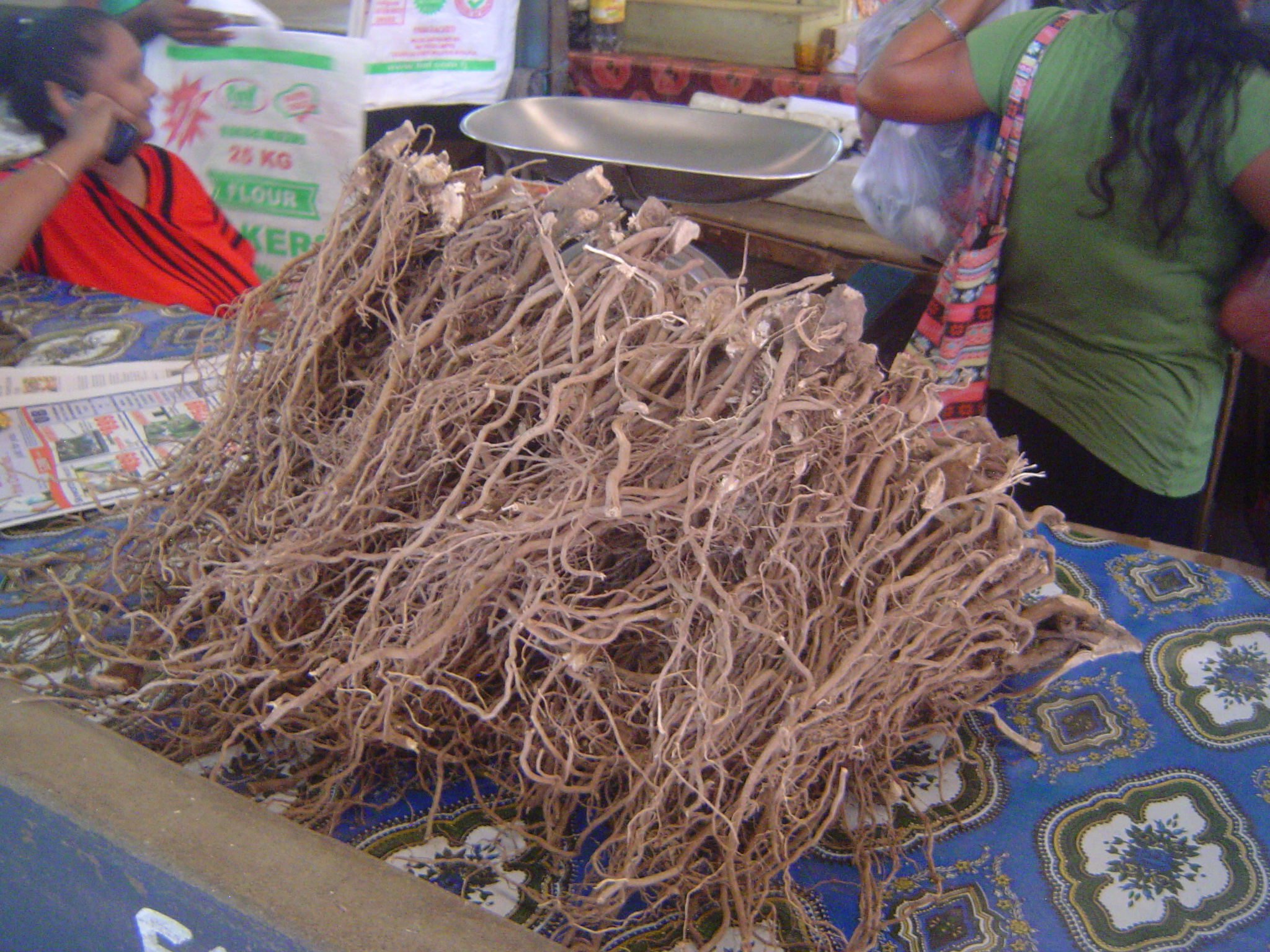 Welcome to kava, piper methysticum, grown widely across the Pacific and made into a drink that's mildly sedative without being soporific.
