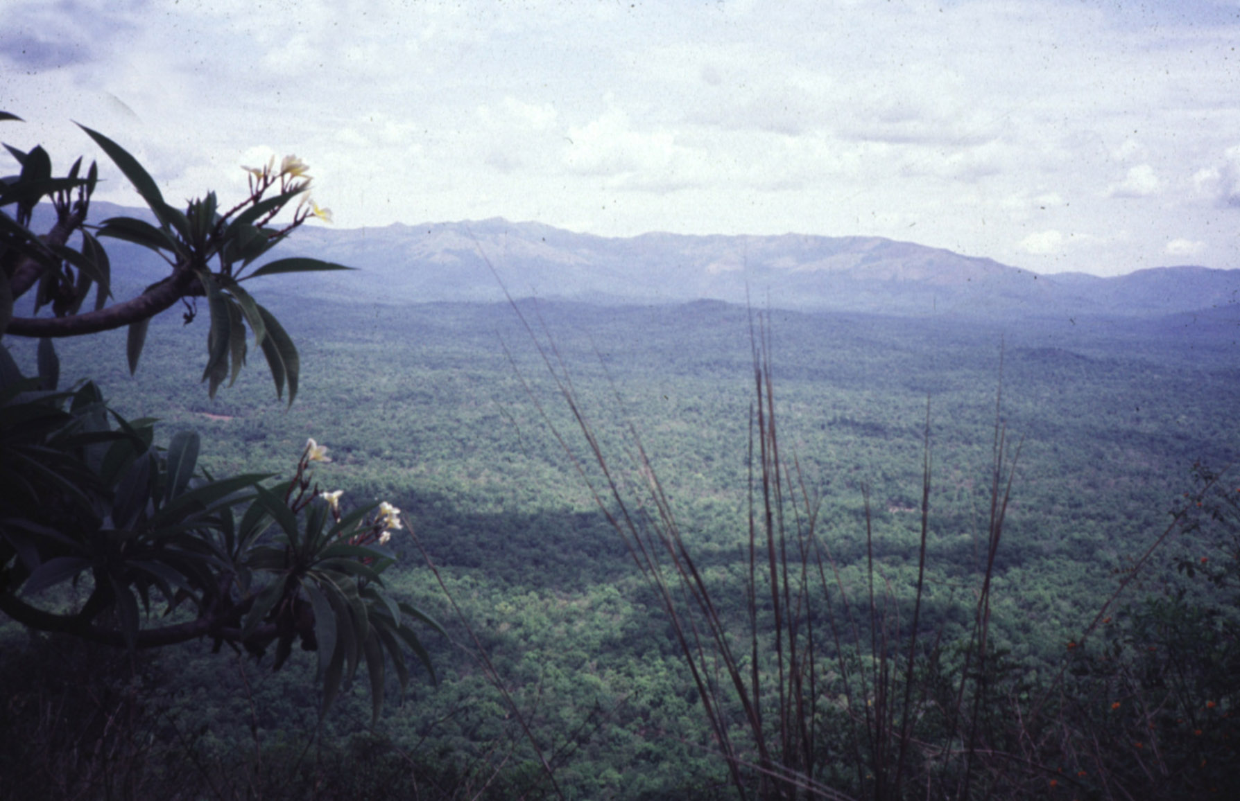 The eastern side of the mountain crest often lies within reserved forests, as here in the Shimoga District, Karnataka.