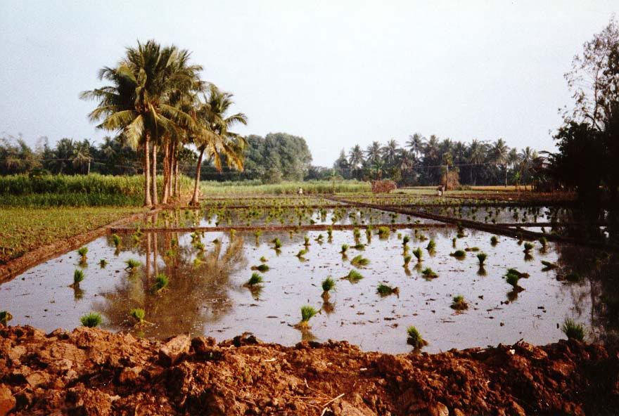 Seedlings are wrapped in handfulls and await transplanting into a well-prepared paddy. Between Hyderabad and Warangal.