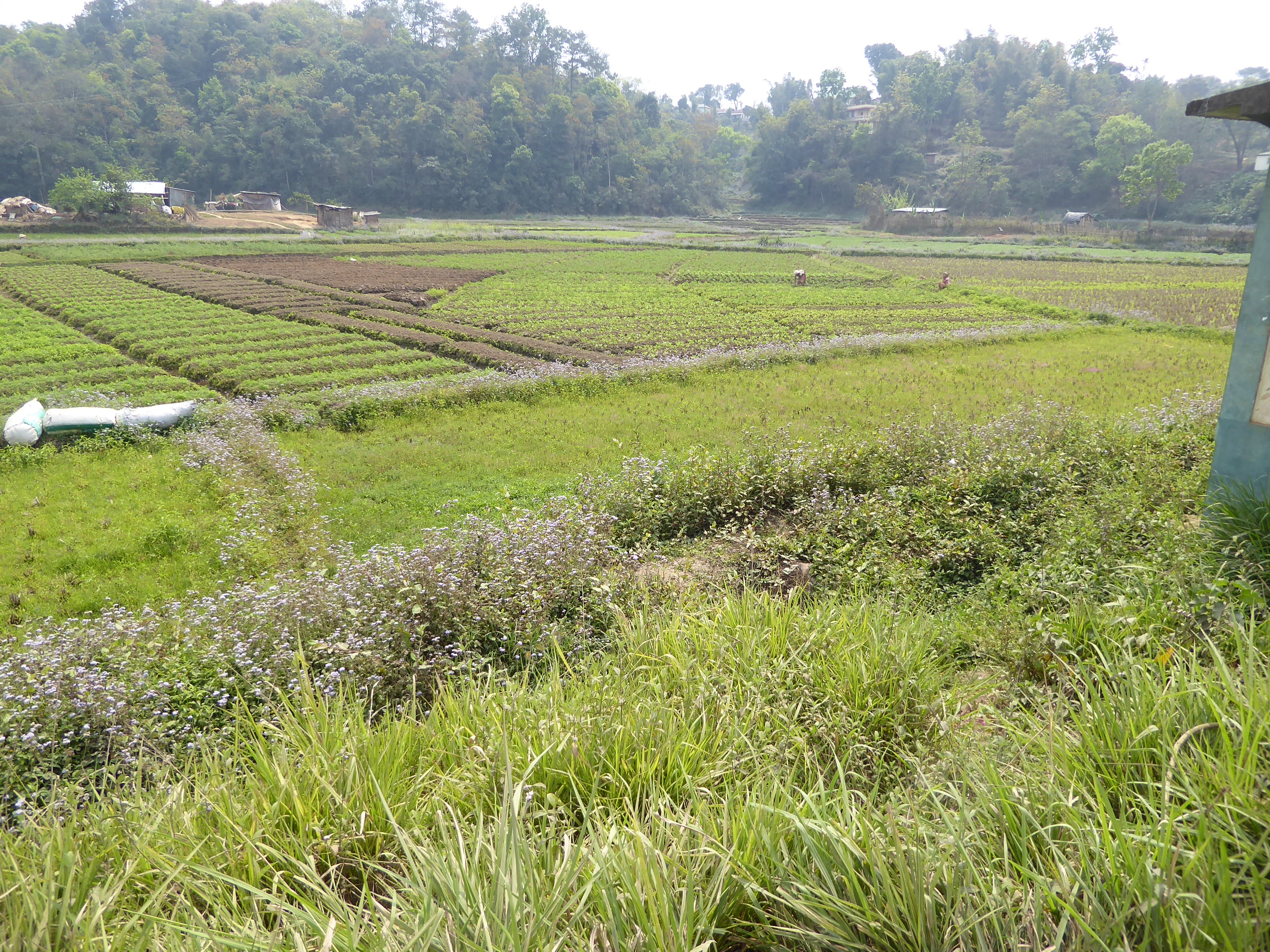 Perhaps the villagers were right to decline the offer. Cropland here is scarce.