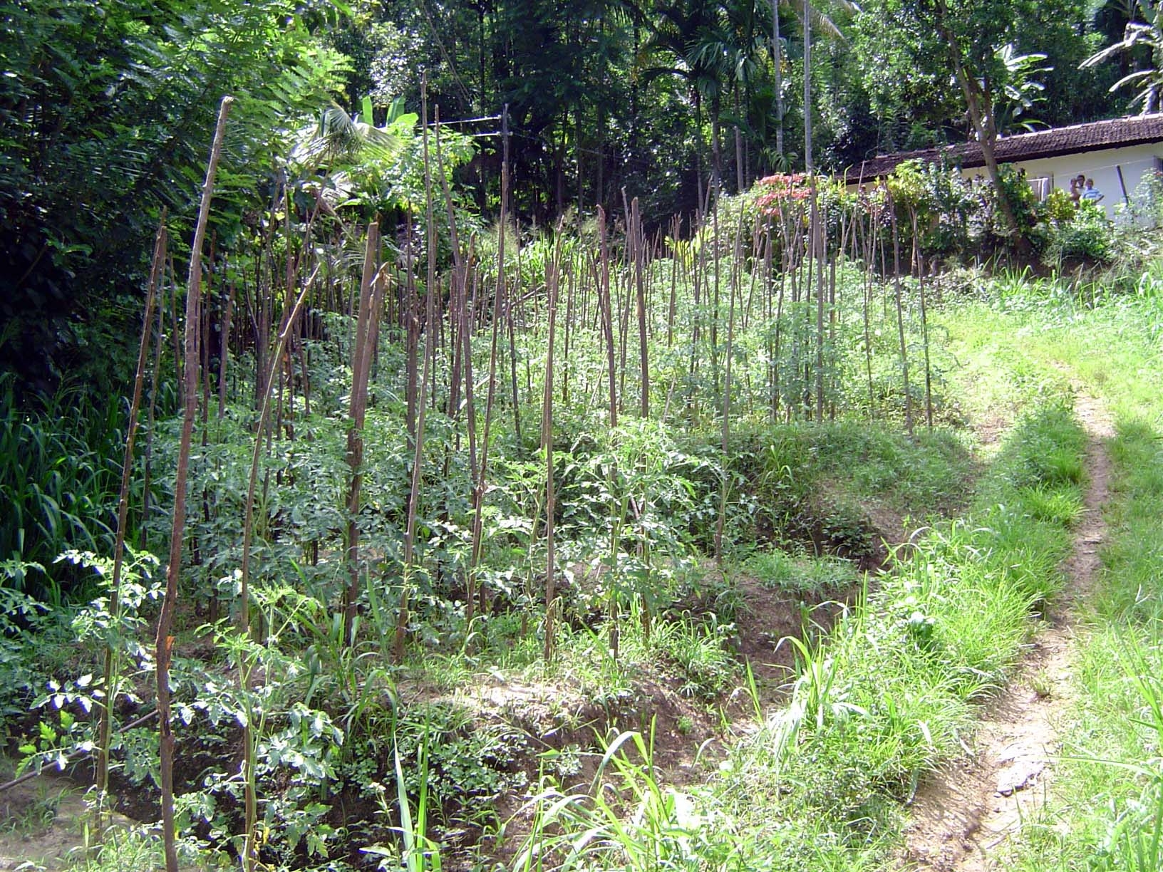 Tomatoes, a cash crop to be carried out to the road.