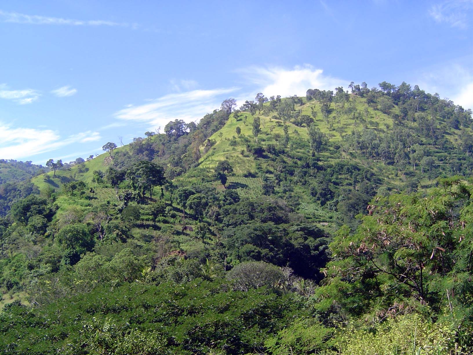 The uplands have been cleared for chenas, periodically planted to unirrigated crops.