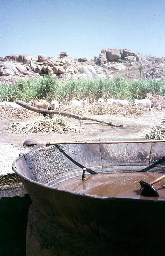 A more specialized crop: sugarcane growing against the rough countryside near the ruins of Vijayanagar. In the foreground, a boiler pan for