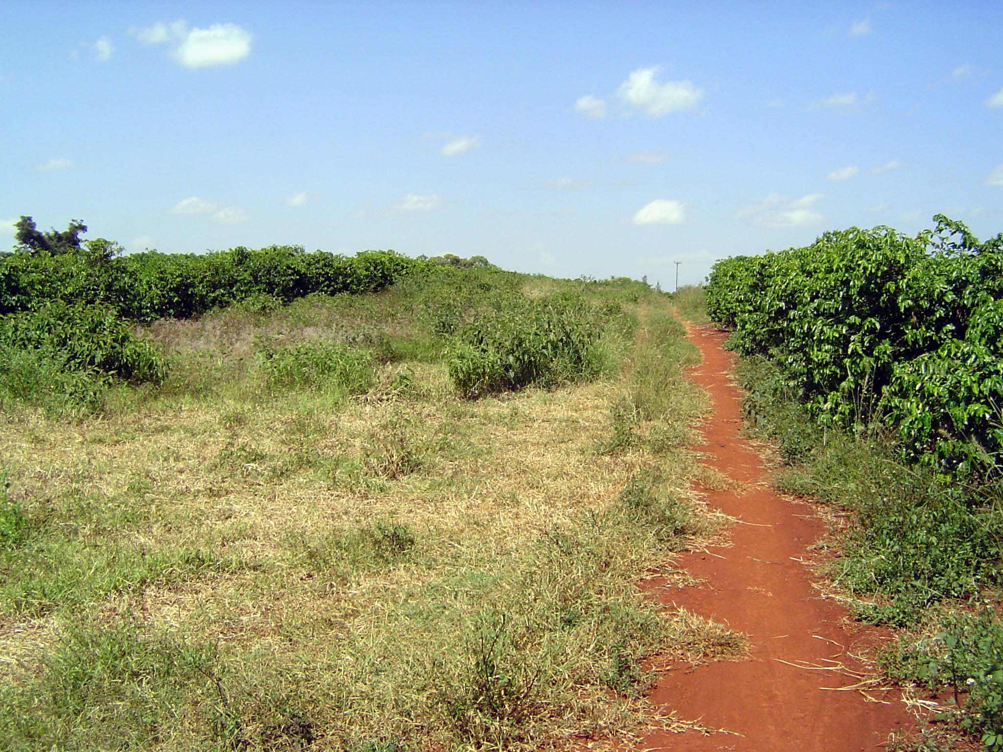 Two years after arriving, the Grants had planted 60 acres of coffee, with land prepared for more. Huxley's mother boasted gently of having p