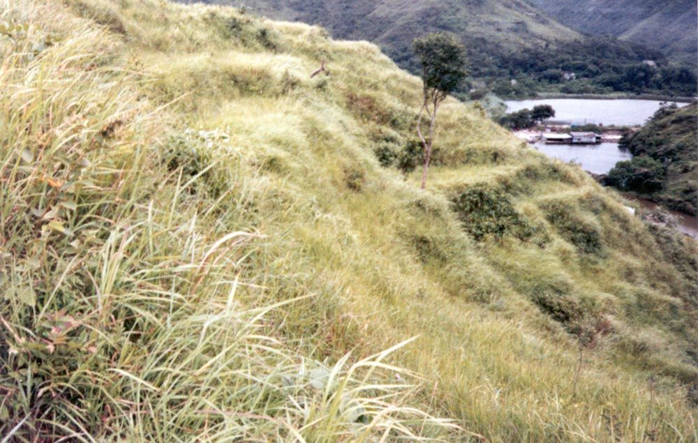 A dry-season photo. In 1989, there was paddy growing on some of these terraces, but it was weedy, neglected. A few years later, there was no