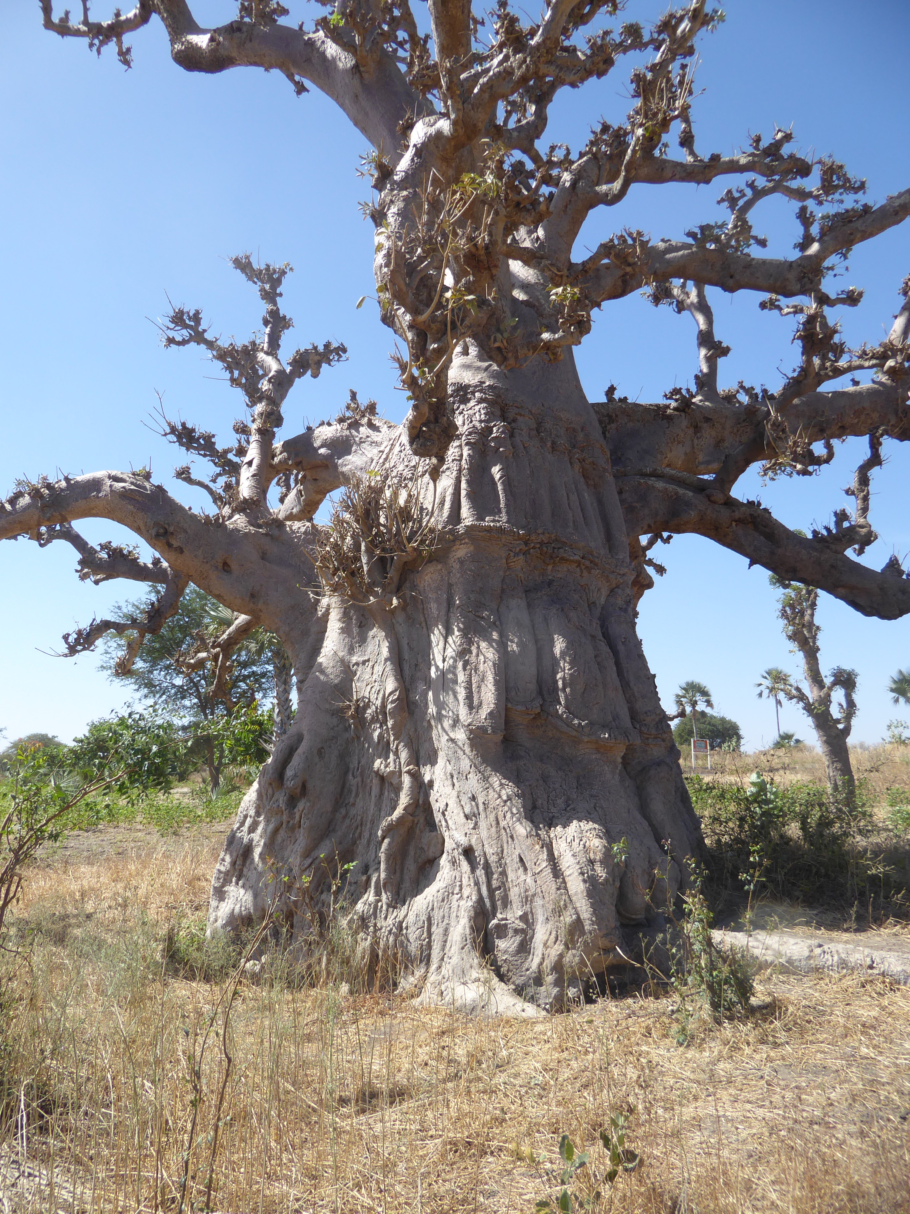 The Senegalese are as unimpressed by these trees as Iowans are by corn fields. Familiarity breeds etc.